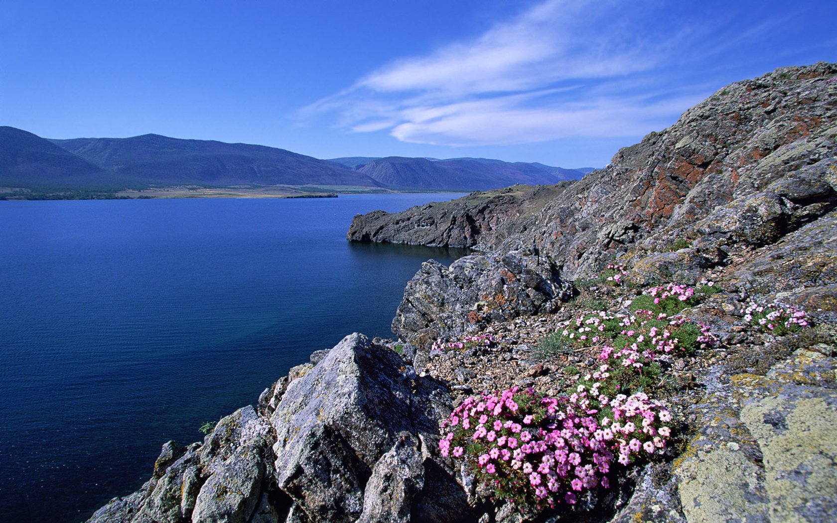 Обои цветы, река, горы, камень, россия, flowers, river, mountains, stone, russia разрешение 1920x1200 Загрузить