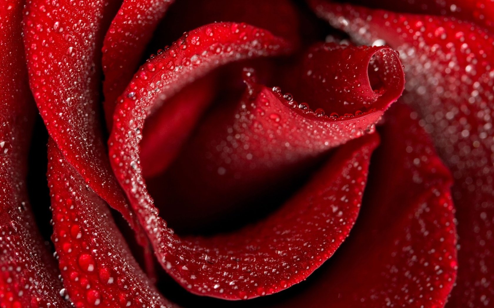 Обои цветы, макро, капли, роза, красный, flowers, macro, drops, rose, red разрешение 2560x1600 Загрузить