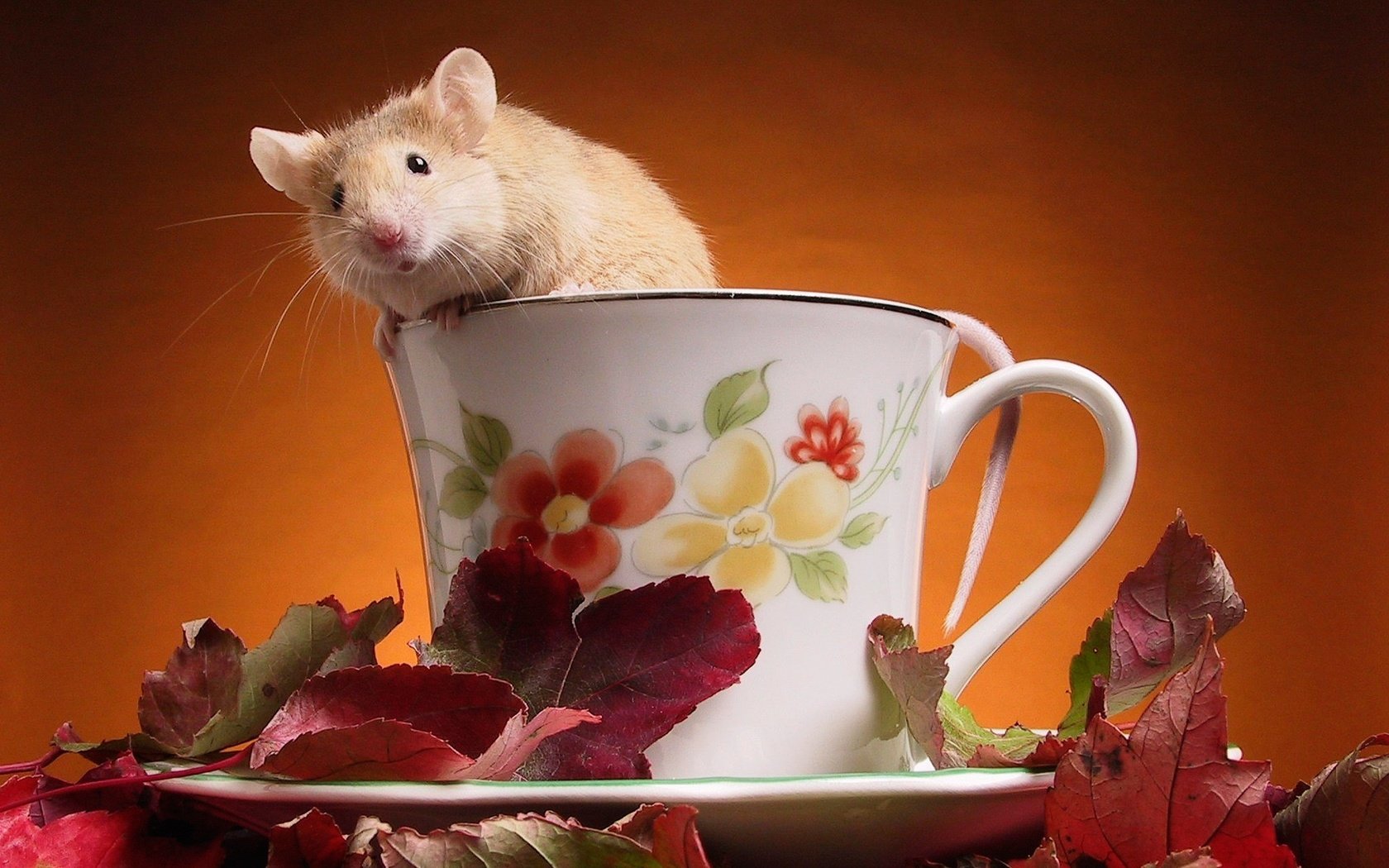 Обои листья, чашка, мышка, leaves, cup, mouse разрешение 1920x1200 Загрузить