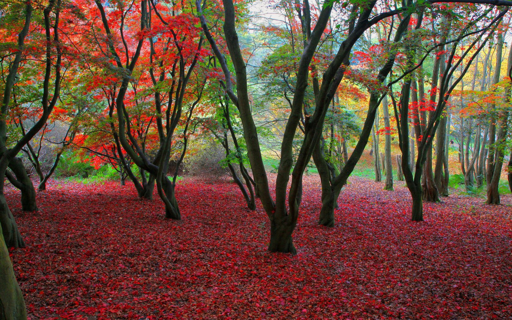 Обои деревья, листва, осень, trees, foliage, autumn разрешение 1920x1080 Загрузить