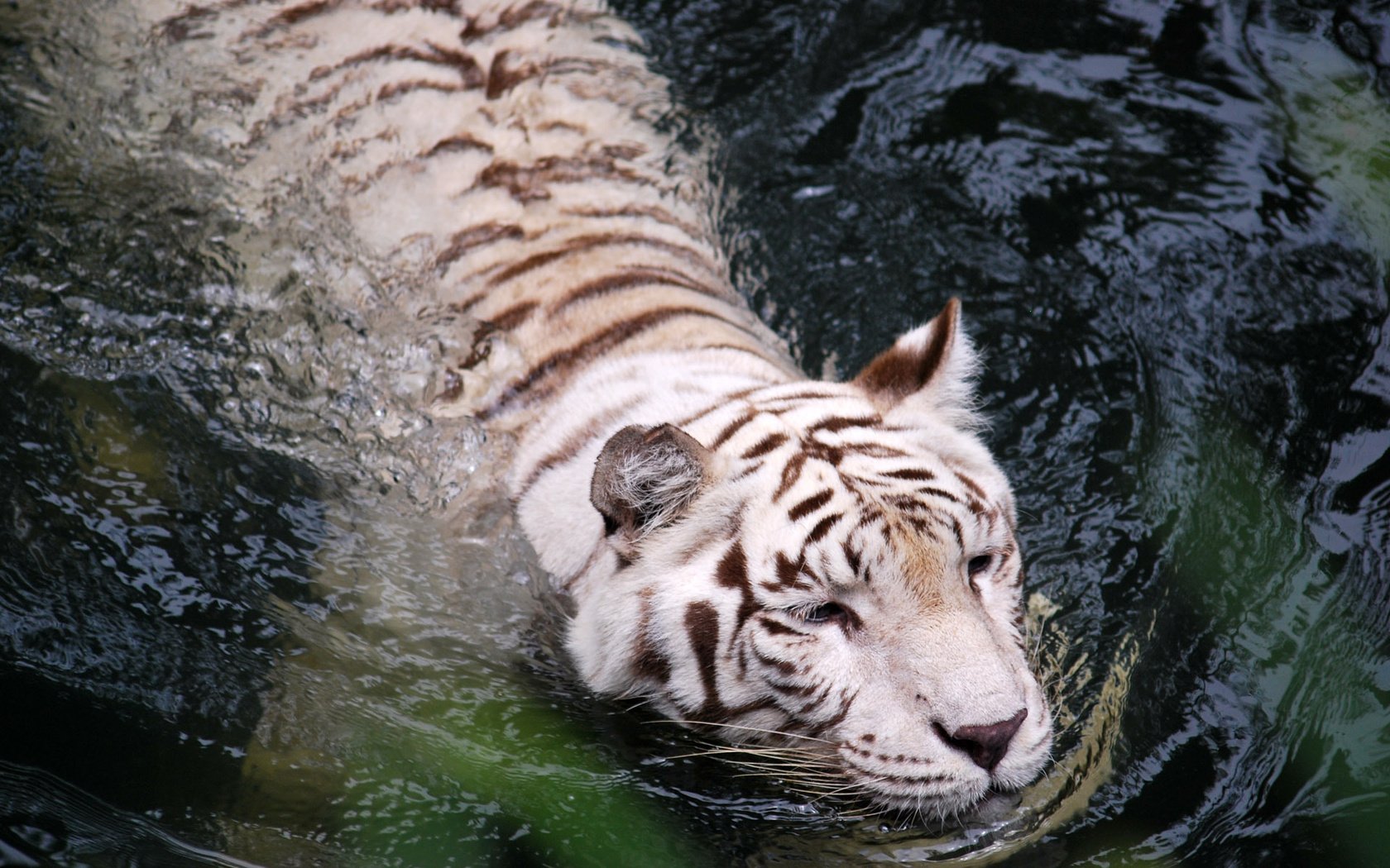 Обои тигр, вода, белый, tiger, water, white разрешение 1920x1200 Загрузить