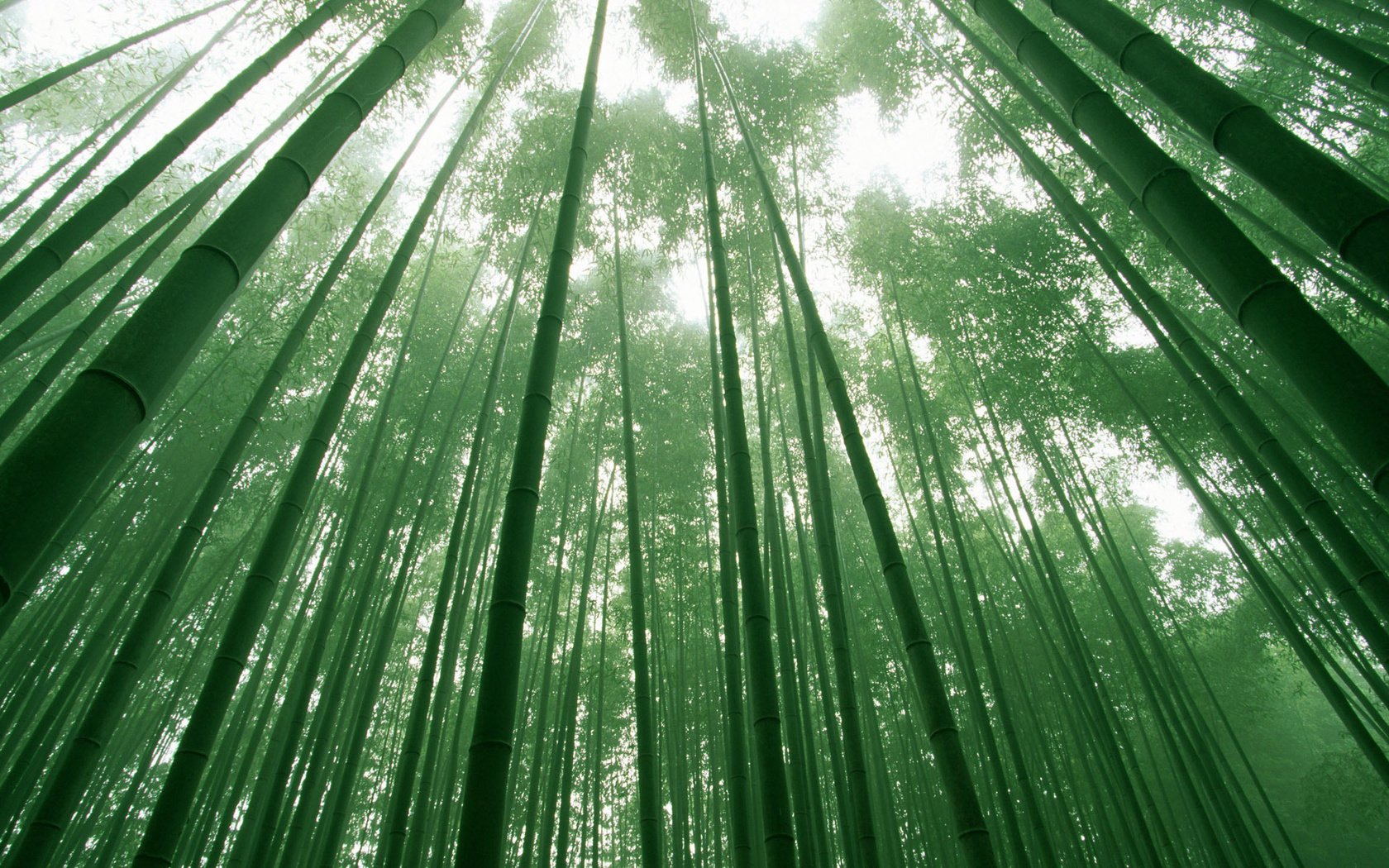 Обои небо, деревья, зелёный, листва, бамбук, the sky, trees, green, foliage, bamboo разрешение 1920x1200 Загрузить