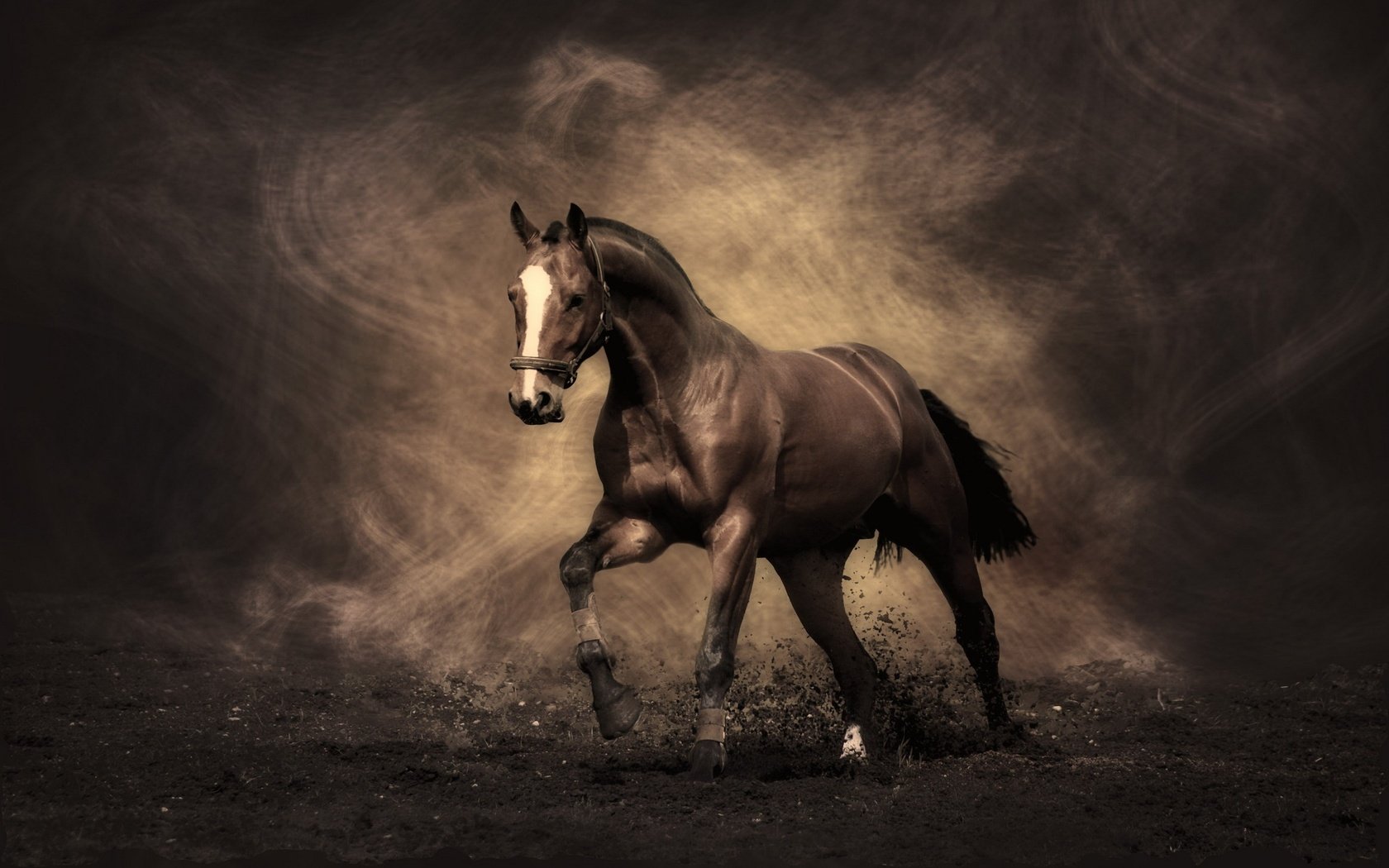 Обои конь, жеребец, мустанг, horse, stallion, mustang разрешение 2560x1600 Загрузить