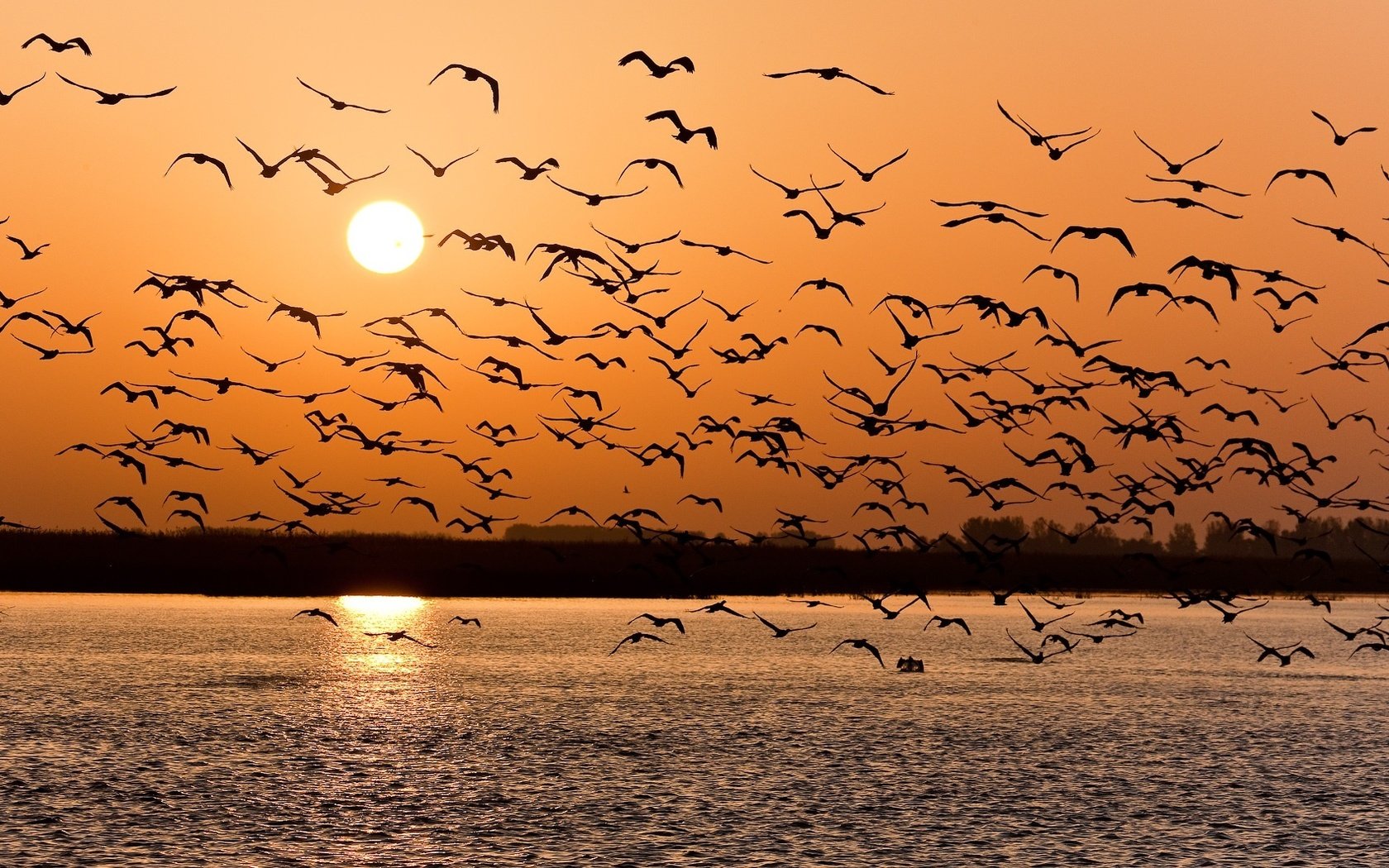 Обои озеро, закат, птицы, стая, lake, sunset, birds, pack разрешение 1920x1061 Загрузить