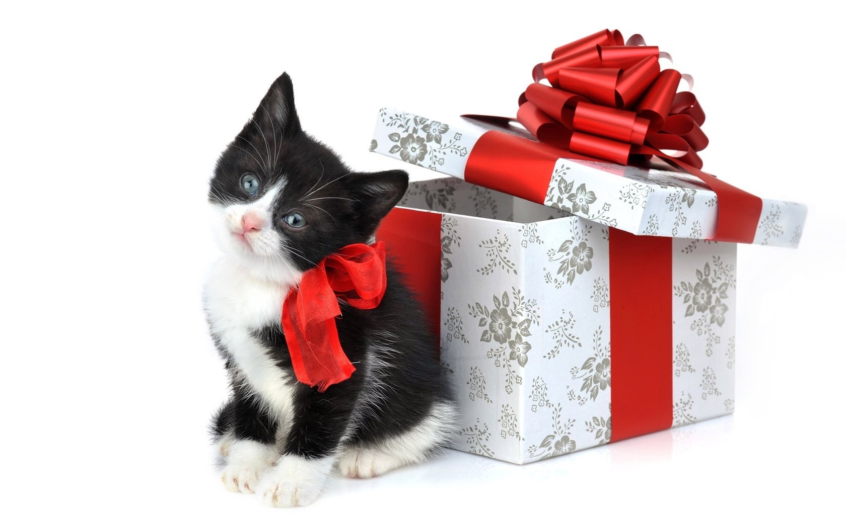 Обои подарки, котенок, игрушки, gifts, kitty, toys разрешение 1920x1200 Загрузить