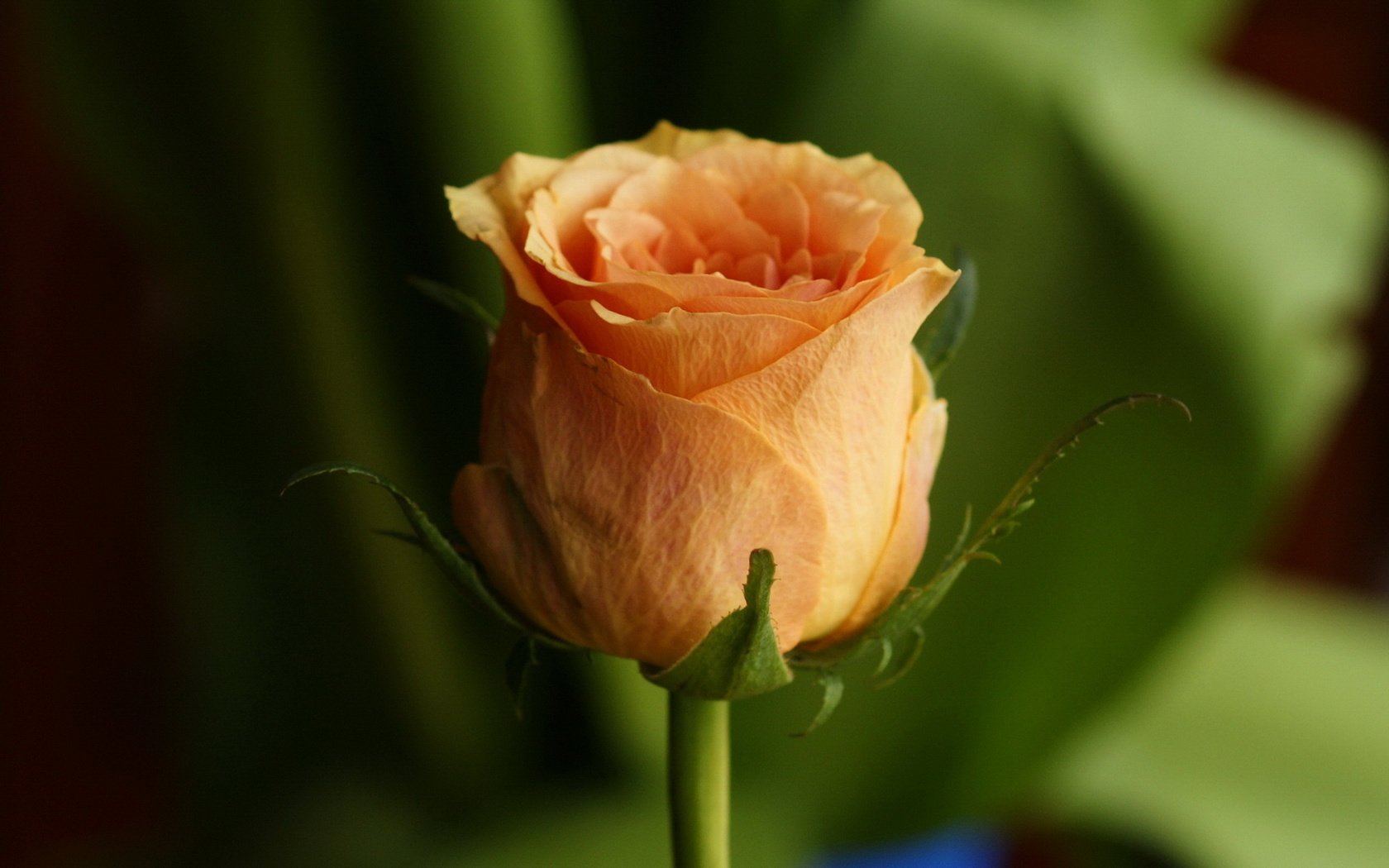 Обои роза, лепестки, бутон, rose, petals, bud разрешение 1920x1200 Загрузить