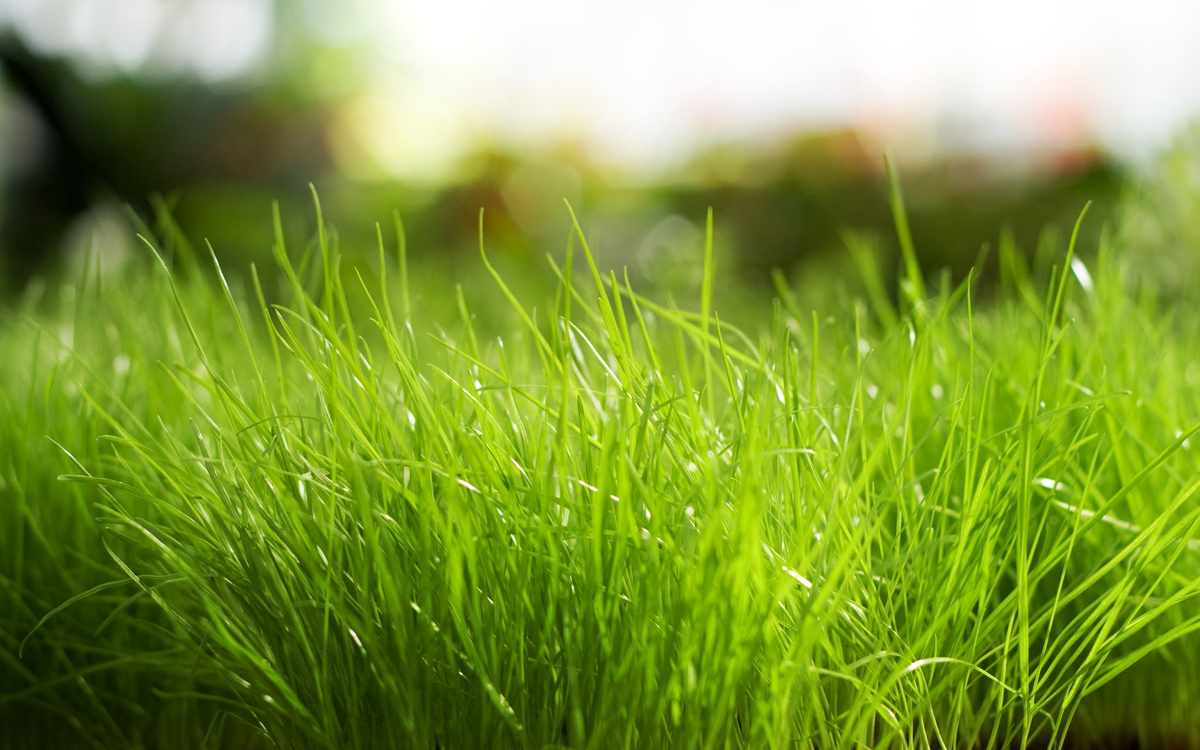 Обои трава, природа, зелёный, grass, nature, green разрешение 1920x1200 Загрузить