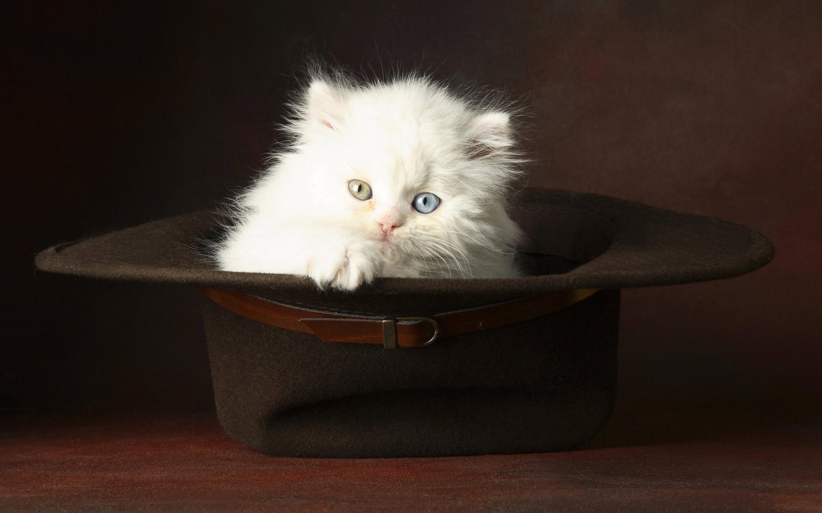 Обои глаза, котенок, пушистый, белый, шляпа, eyes, kitty, fluffy, white, hat разрешение 1920x1200 Загрузить