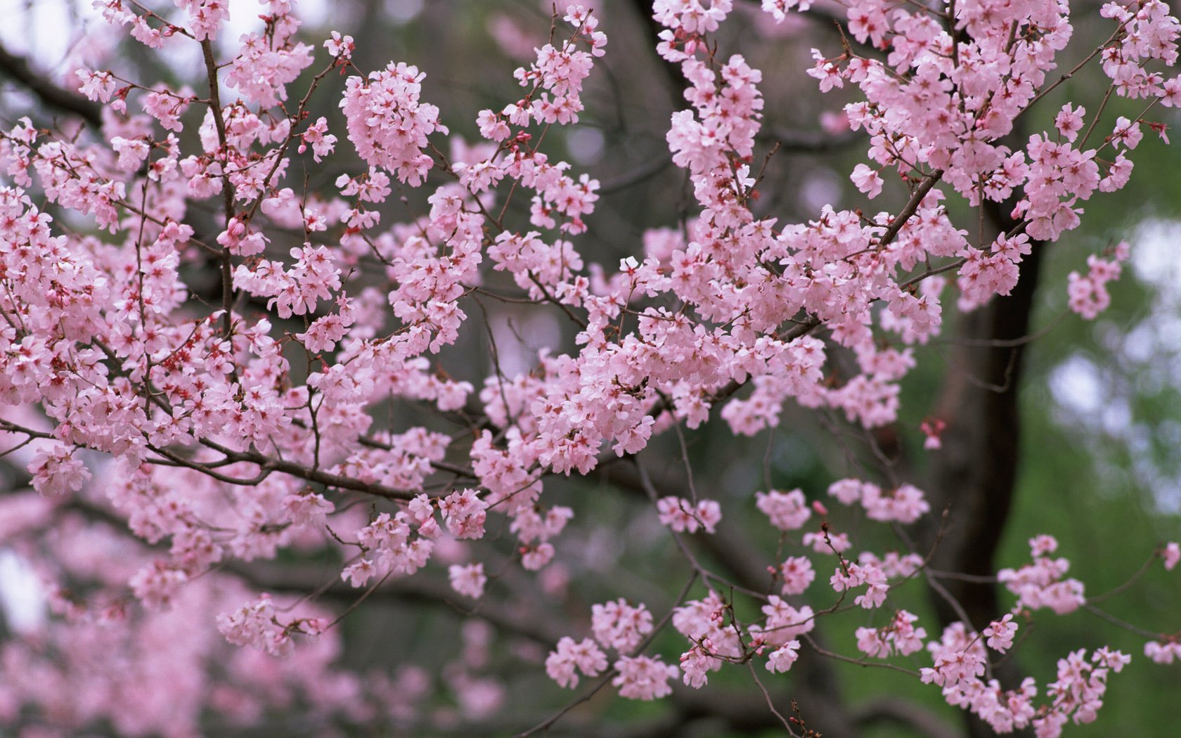 Обои цветы, priroda, derevya, деревья, vesn, леспестки, природа, лепестки, весна, розовые, сакура, cvety, rozovye, flowers, trees, lepestki, nature, petals, spring, pink, sakura разрешение 2950x2094 Загрузить