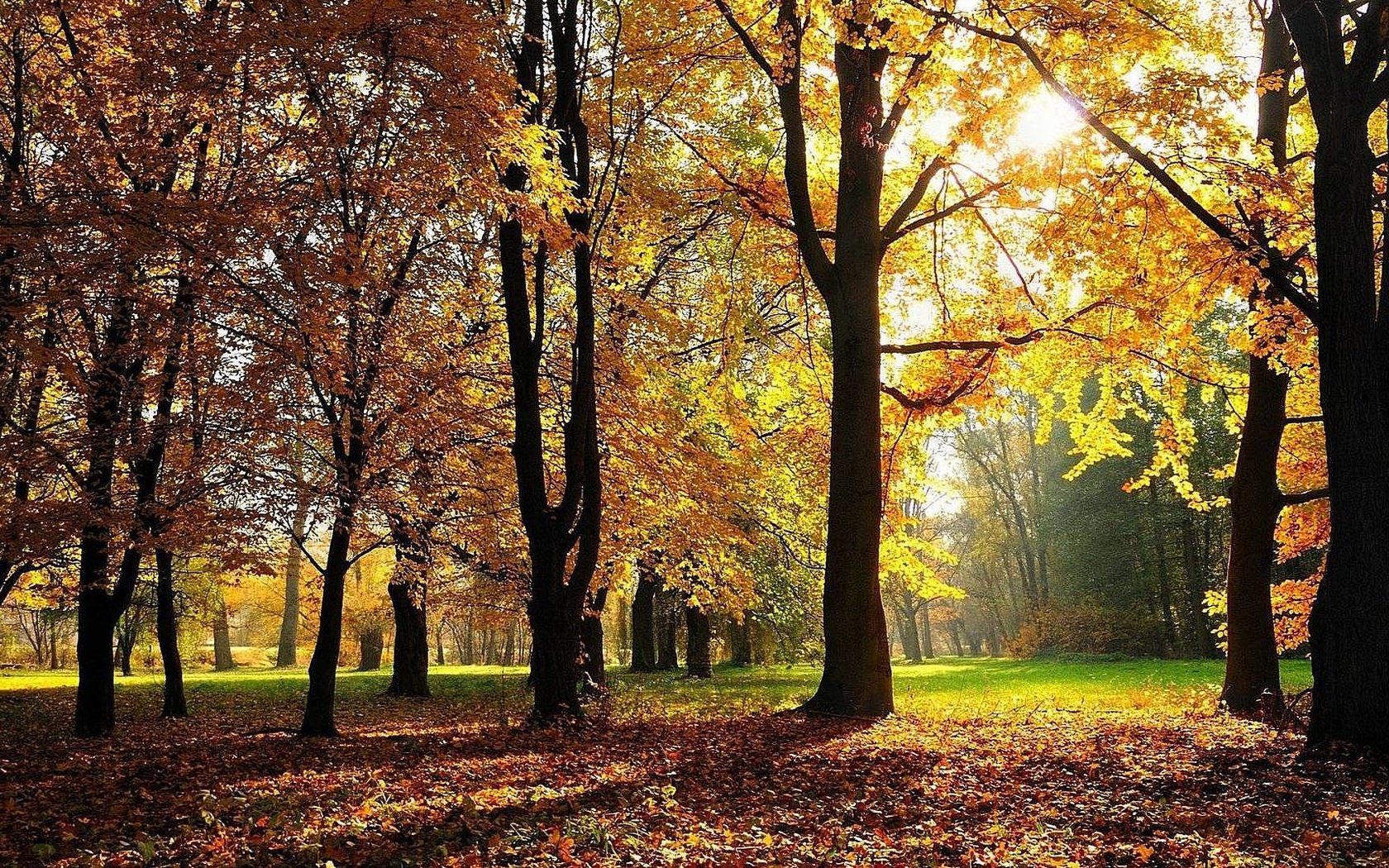 Обои деревья, солнце, лес, листва, осень, trees, the sun, forest, foliage, autumn разрешение 1920x1080 Загрузить