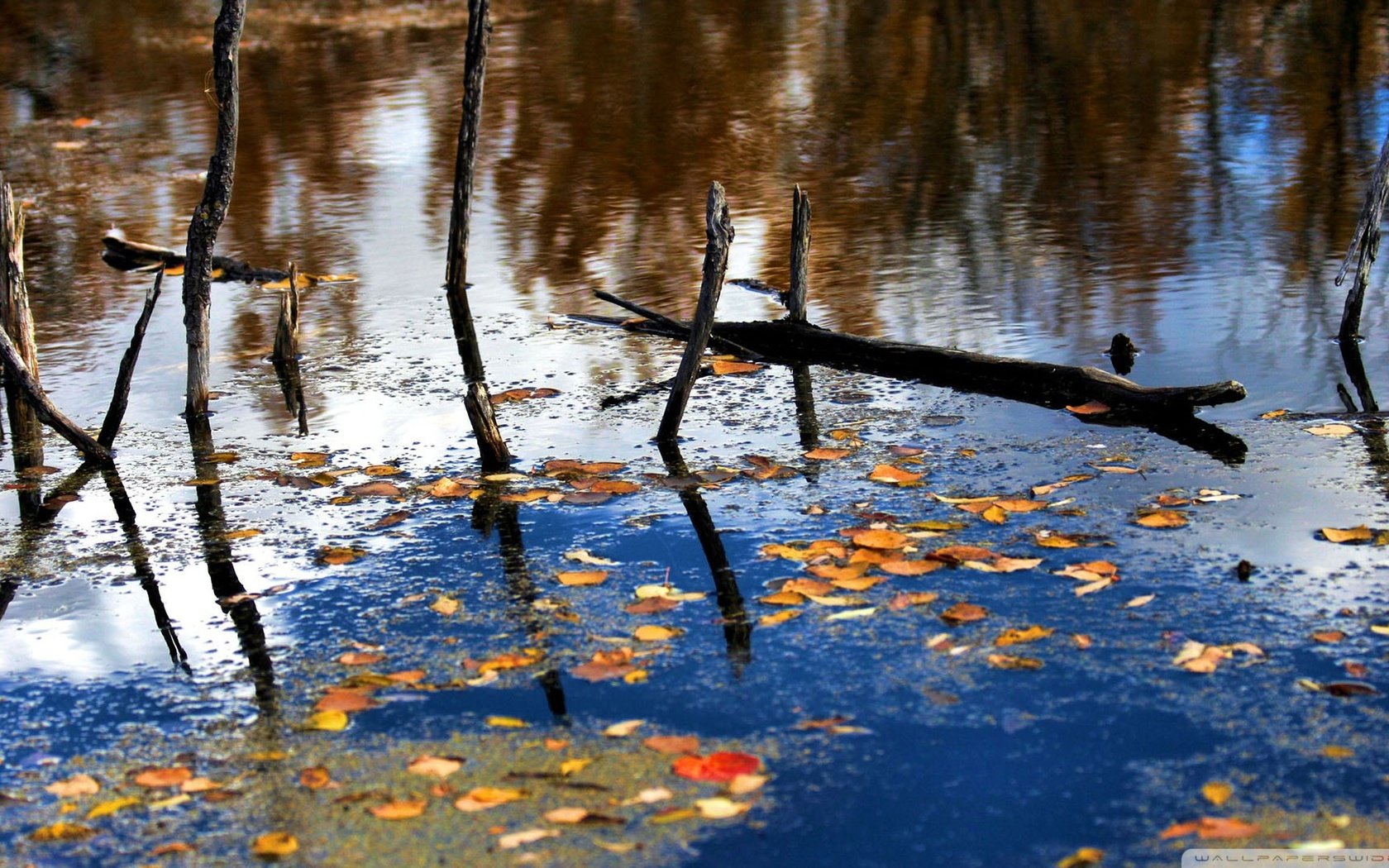 Обои река, природа, лес, листья, отражение, ветки, осень, river, nature, forest, leaves, reflection, branches, autumn разрешение 1920x1080 Загрузить