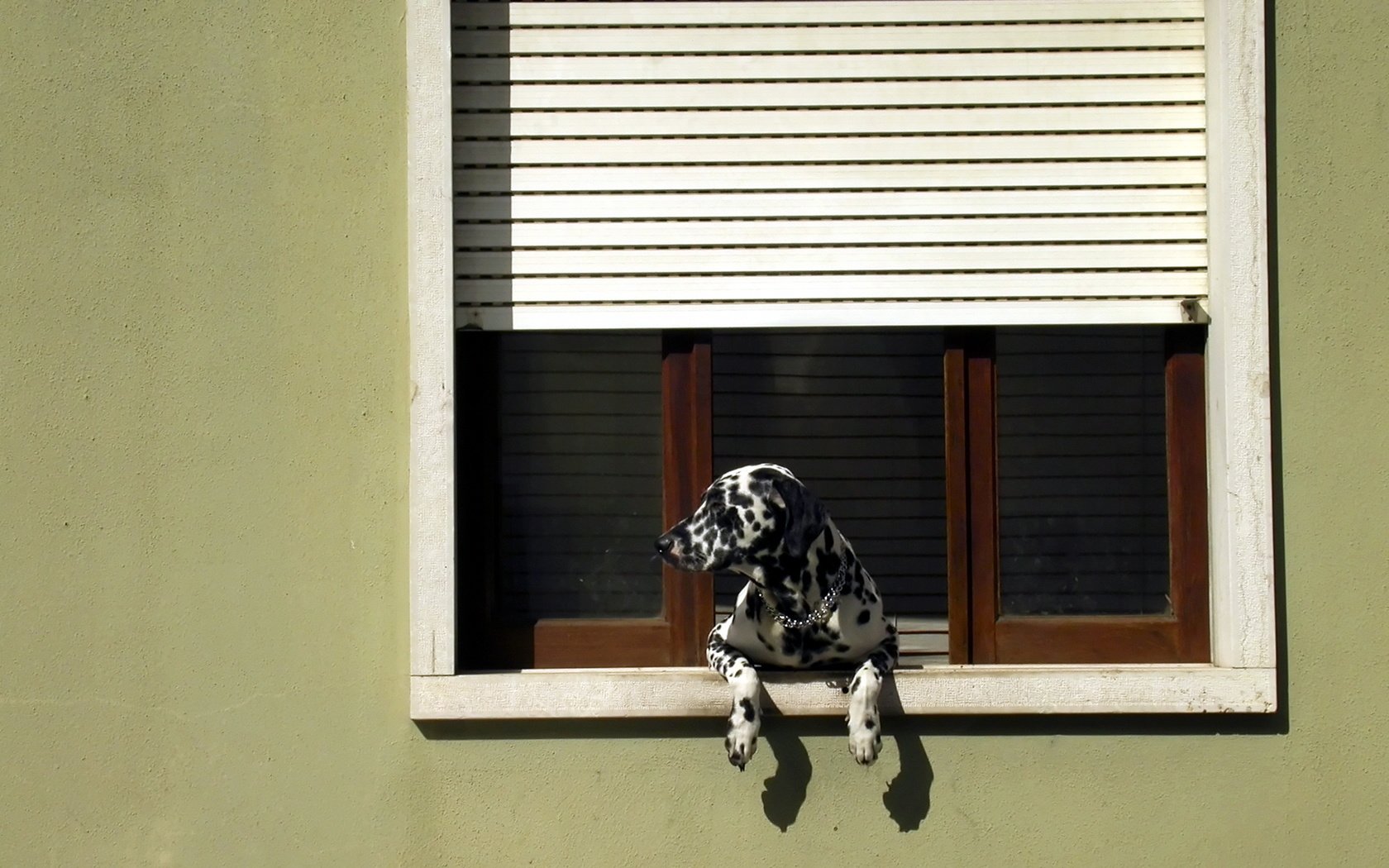 Обои собака, далматин, окно, жалюзи, dog, dalmatian, window, blinds разрешение 1920x1205 Загрузить