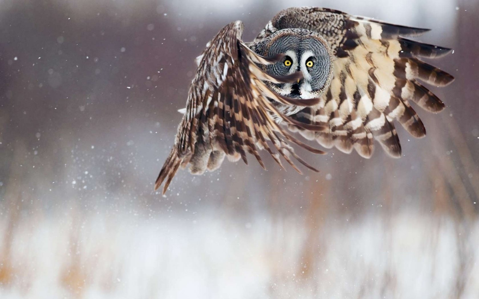 Обои сова, неясыть, снег, зима, полет, крылья, птица, клюв, перья, owl, snow, winter, flight, wings, bird, beak, feathers разрешение 1920x1200 Загрузить