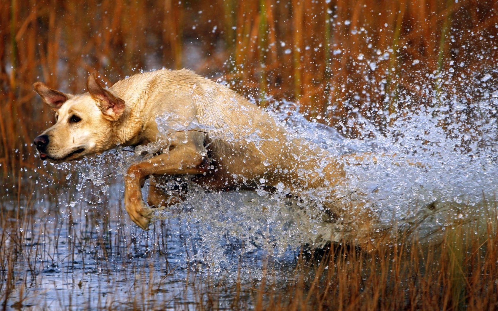 Обои трава, вода, собака, прыжок, охота, лабрадор, grass, water, dog, jump, hunting, labrador разрешение 1920x1080 Загрузить