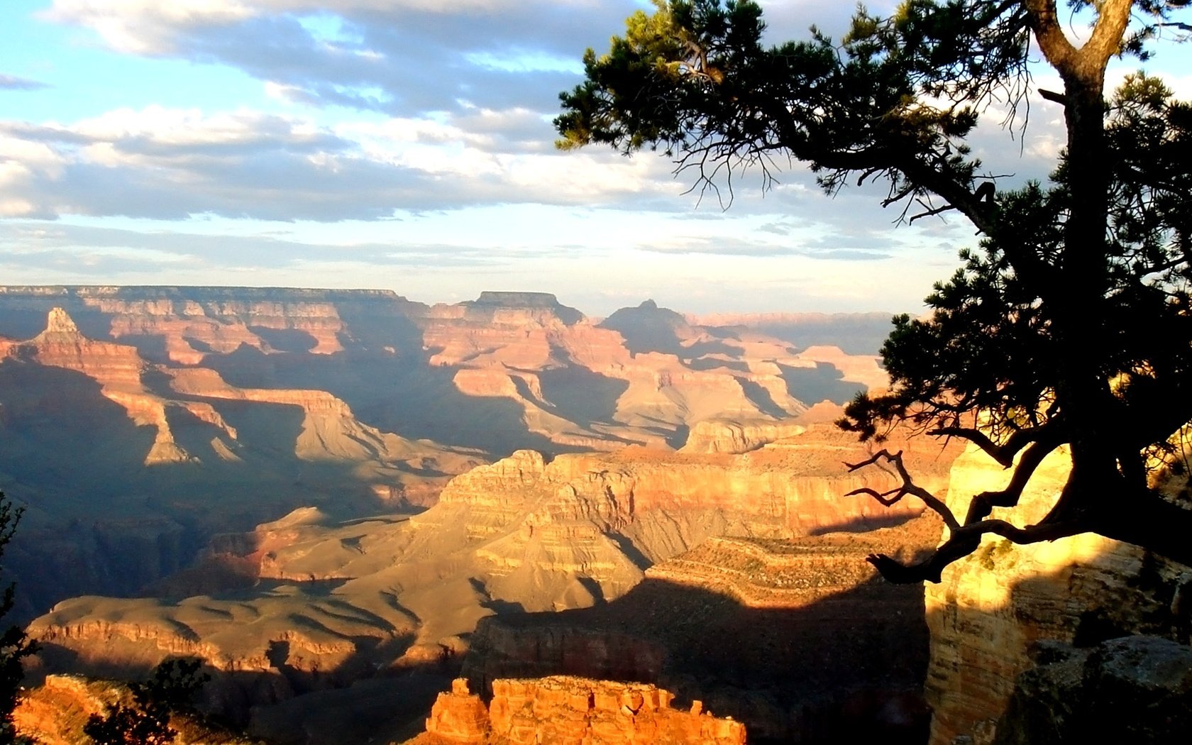 Обои дерево, день, каньон, высота, тени, солнечный свет, tree, day, canyon, height, shadows, sunlight разрешение 1920x1080 Загрузить