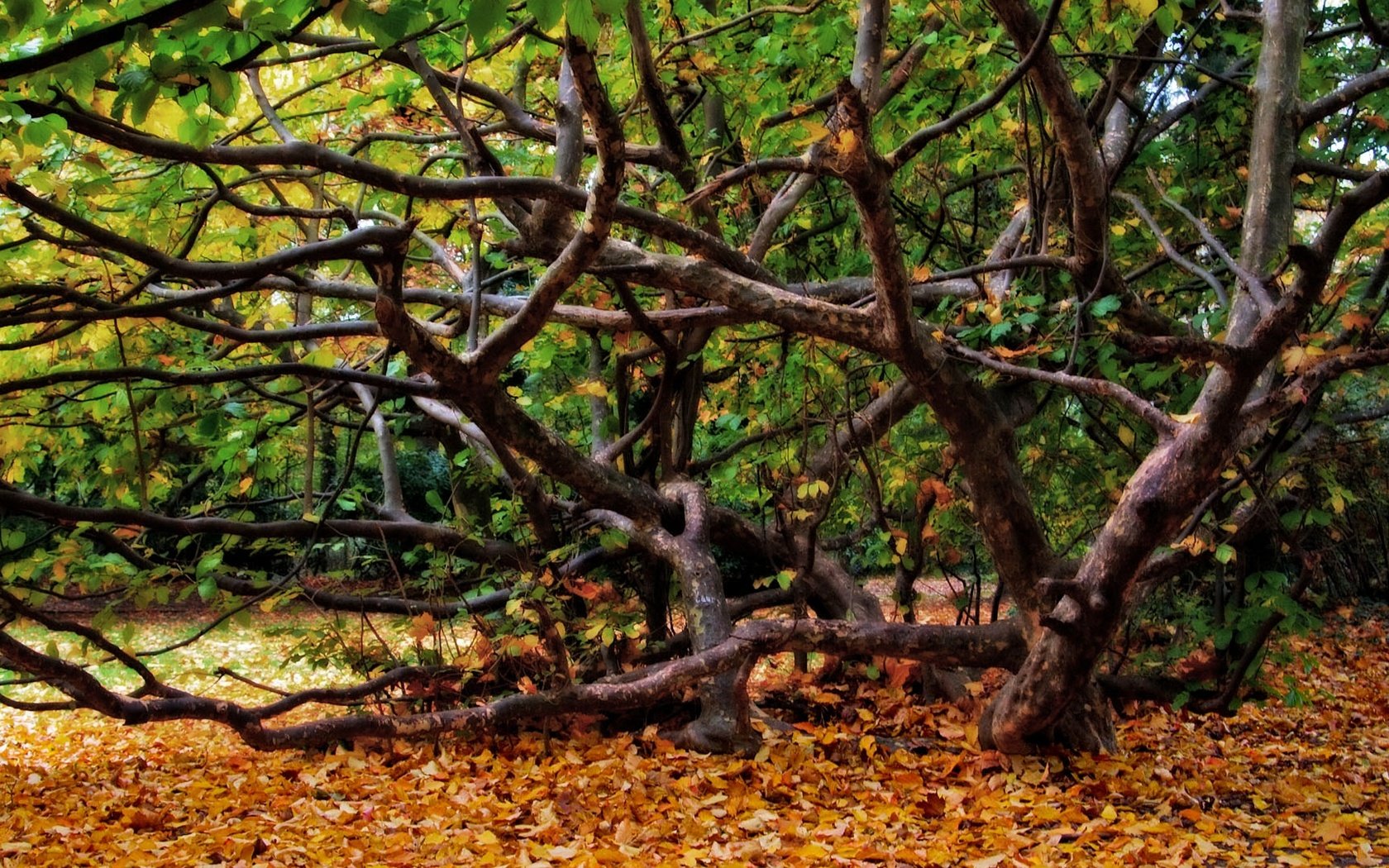 Обои деревья, природа, дерево, листья, пейзаж, осень, trees, nature, tree, leaves, landscape, autumn разрешение 1920x1080 Загрузить