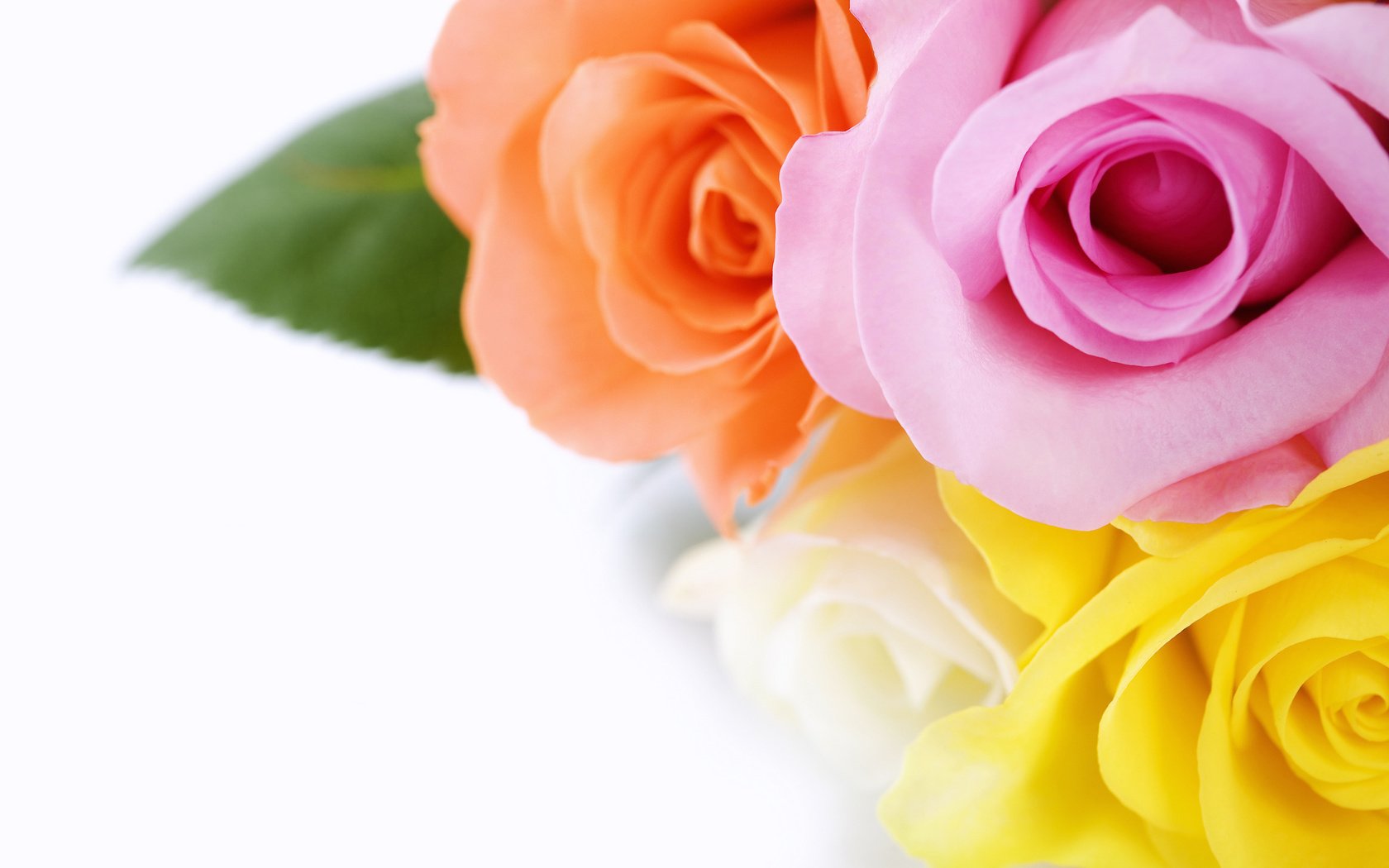 Обои желтый, розы, роза, белый, оранжевый, букет, розовый, yellow, roses, rose, white, orange, bouquet, pink разрешение 2560x1600 Загрузить