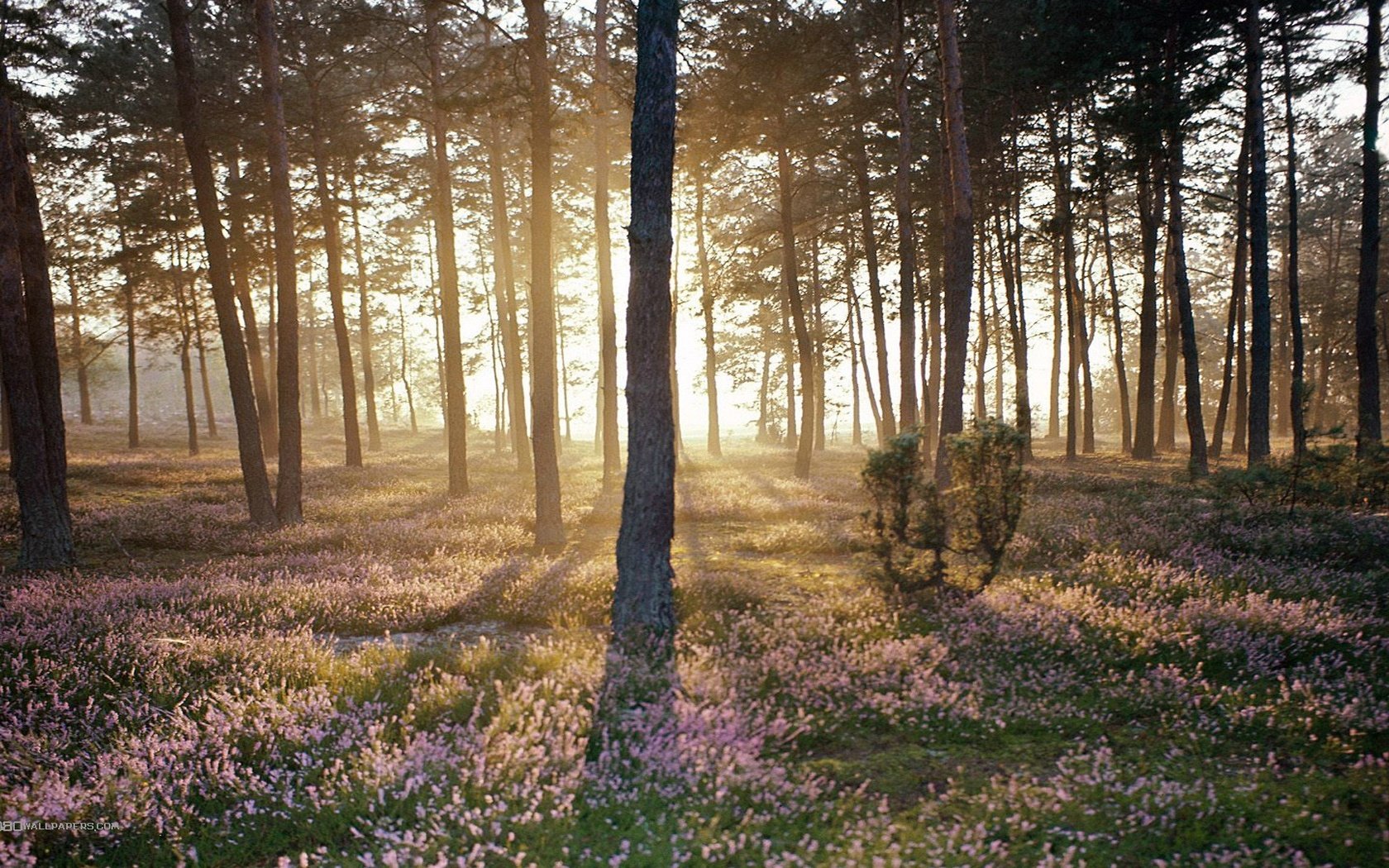 Обои лес, пейзаж, солнечный свет, forest, landscape, sunlight разрешение 1920x1080 Загрузить