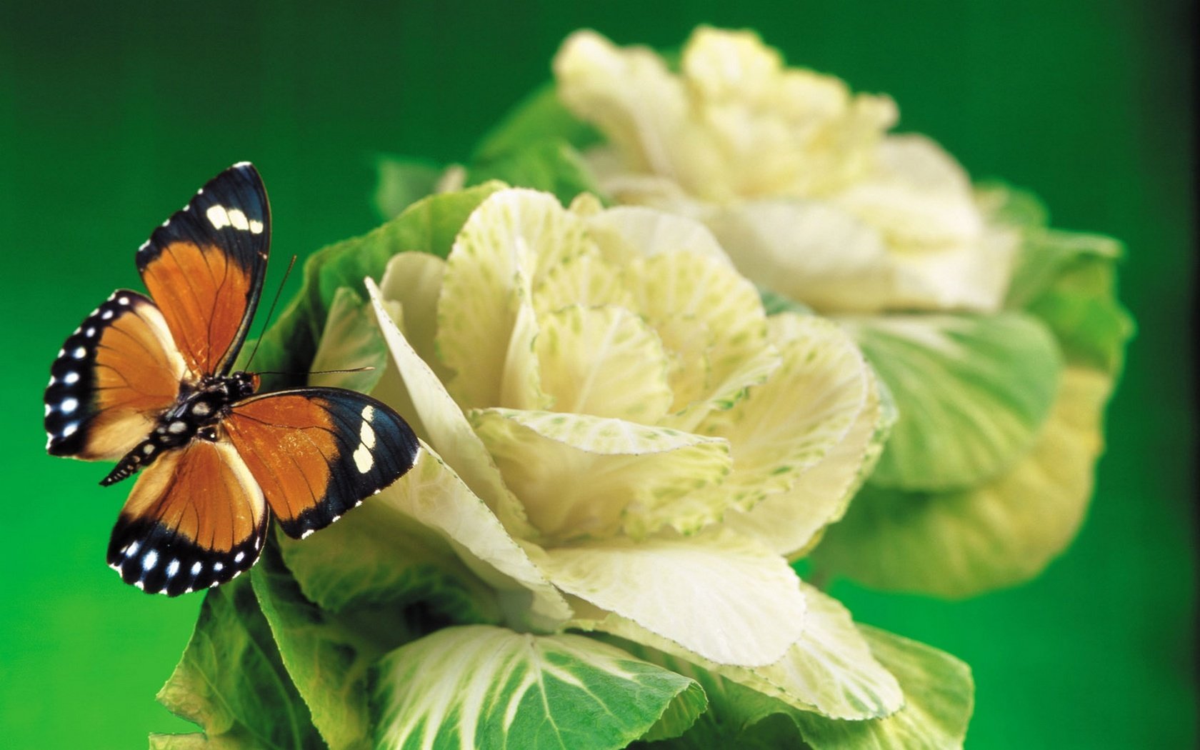 Обои насекомое, бабочка, крылья, капуста, insect, butterfly, wings, cabbage разрешение 1920x1440 Загрузить