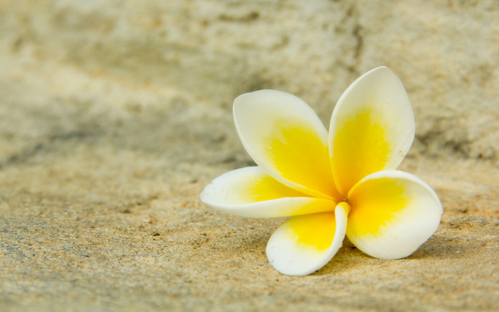 Обои желтый, цветок, белый, плюмерия, франжипани, yellow, flower, white, plumeria, frangipani разрешение 2560x1440 Загрузить