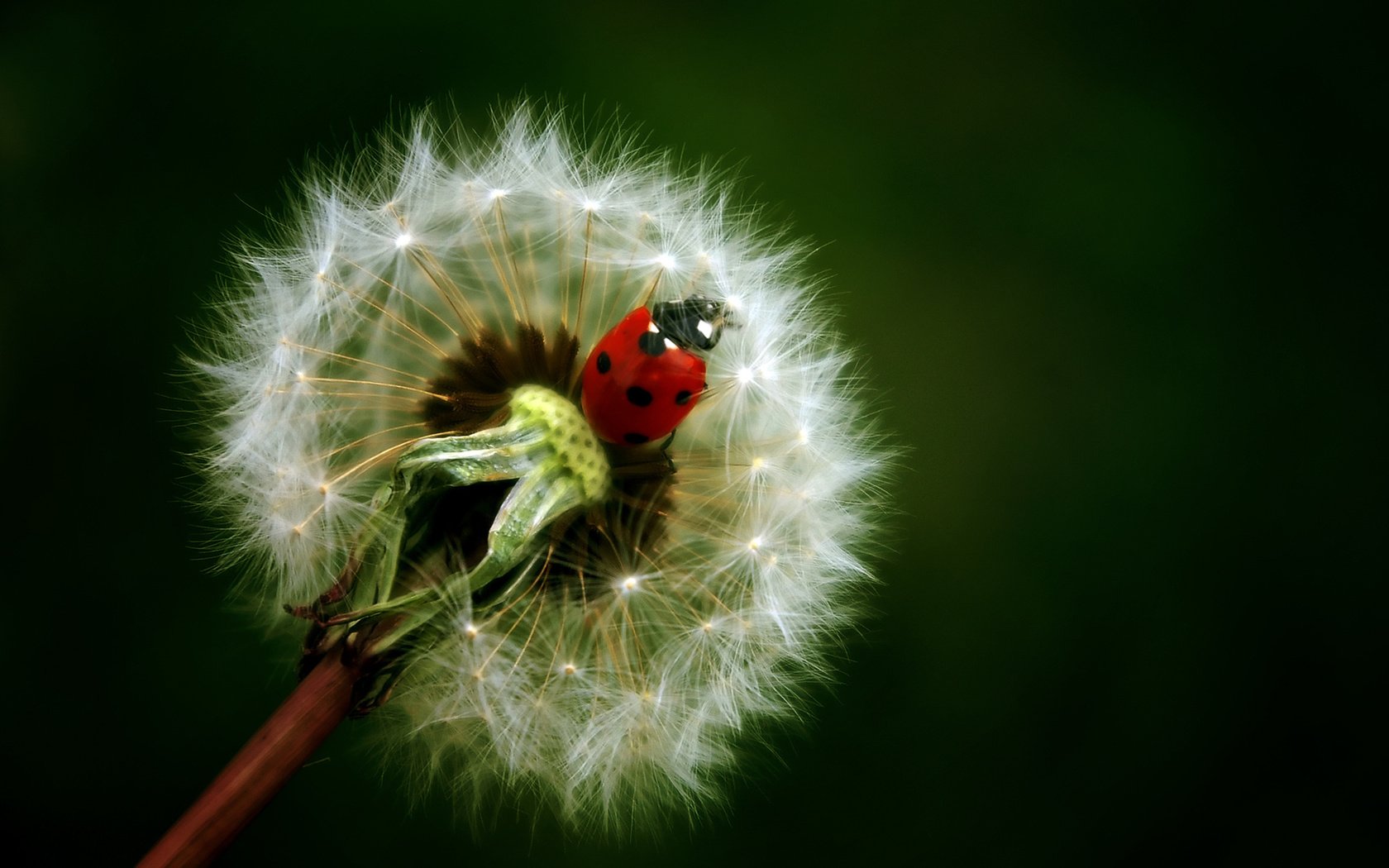 Обои фон, цветок, насекомые, божья коровка, одуванчик, background, flower, insects, ladybug, dandelion разрешение 1920x1200 Загрузить