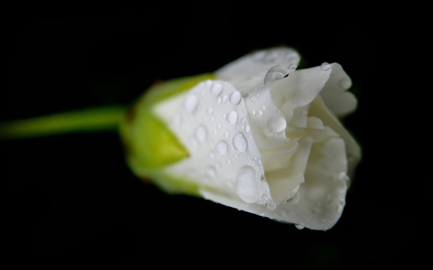 Обои цветок, роза, бутон, черный фон, белая, капли воды, flower, rose, bud, black background, white, water drops разрешение 1920x1200 Загрузить