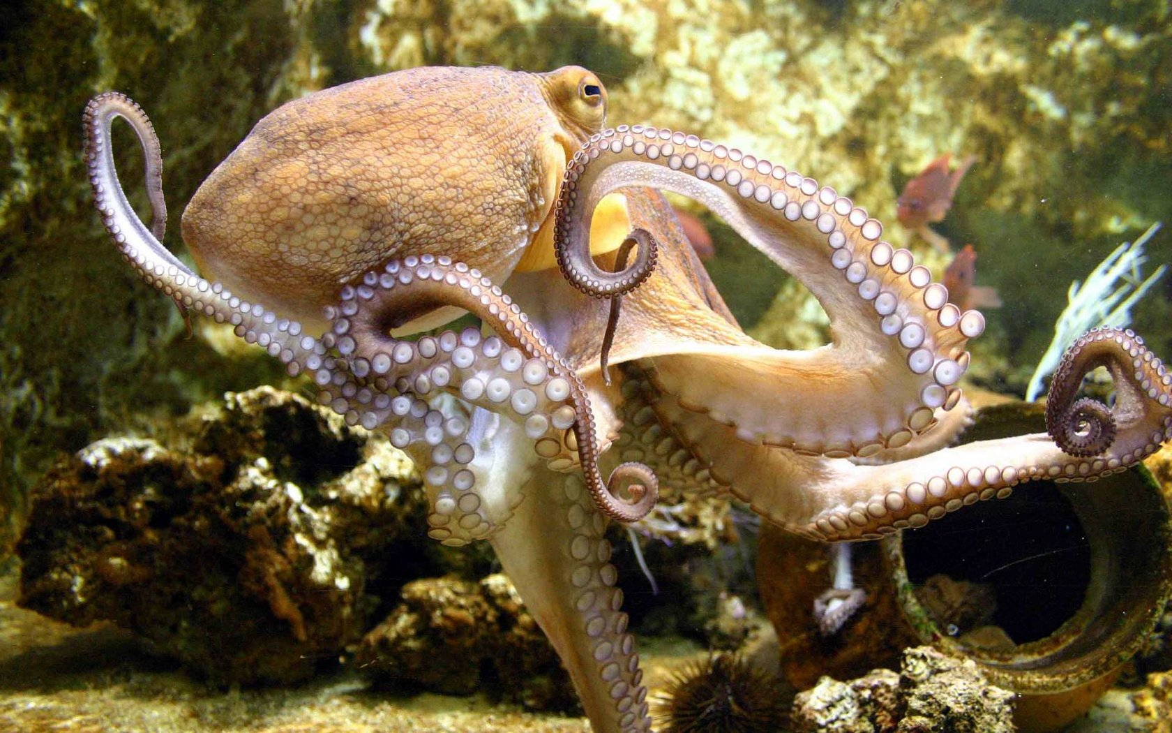 Обои осьминог, моллюск, подводный мир, спрут, octopus, clam, underwater world разрешение 1920x1200 Загрузить