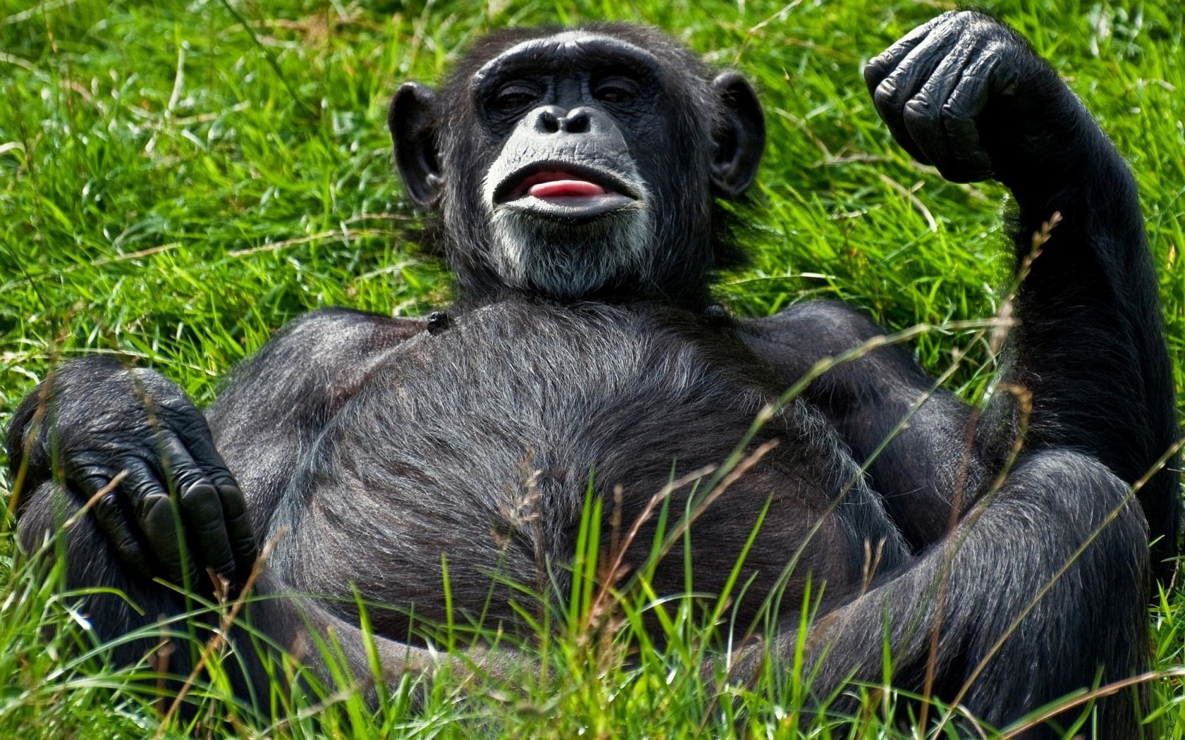 Обои морда, трава, лежит, обезьяна, живот, гримаса, примат, шимпанзе, face, grass, lies, monkey, belly, grimace, the primacy of, chimpanzees разрешение 1920x1200 Загрузить
