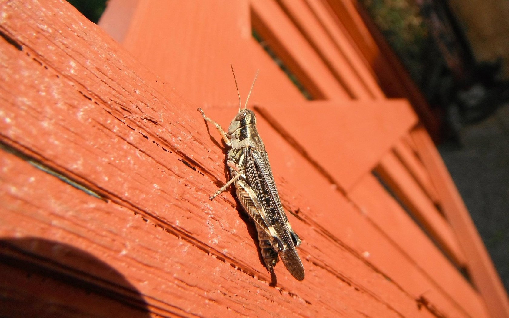 Обои макро, насекомые, кузнечик, macro, insects, grasshopper разрешение 2048x1536 Загрузить