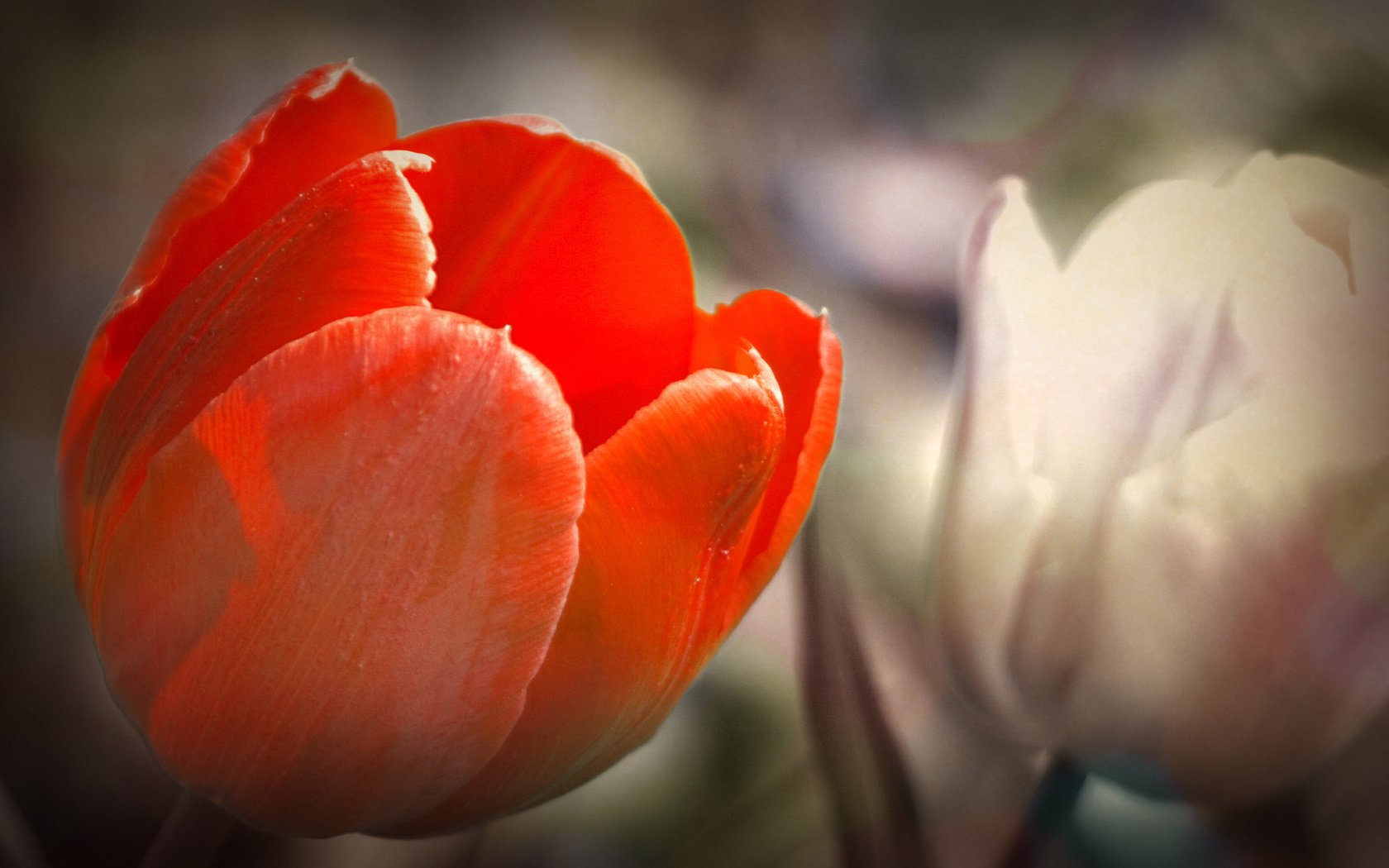 Обои тюльпан, tulip разрешение 1920x1080 Загрузить