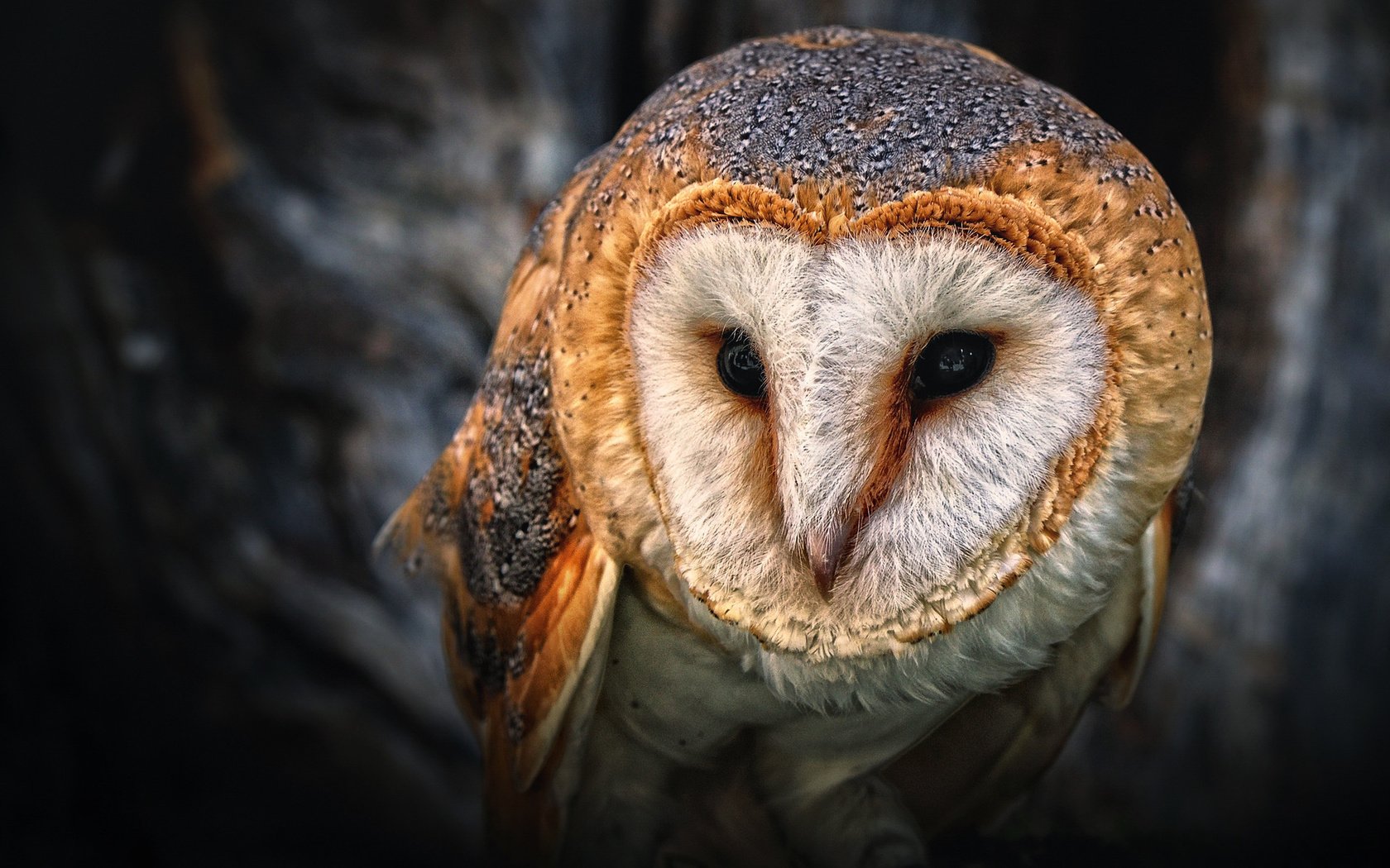 Обои глаза, сова, птица, клюв, филин, сипуха, eyes, owl, bird, beak, the barn owl разрешение 1920x1280 Загрузить