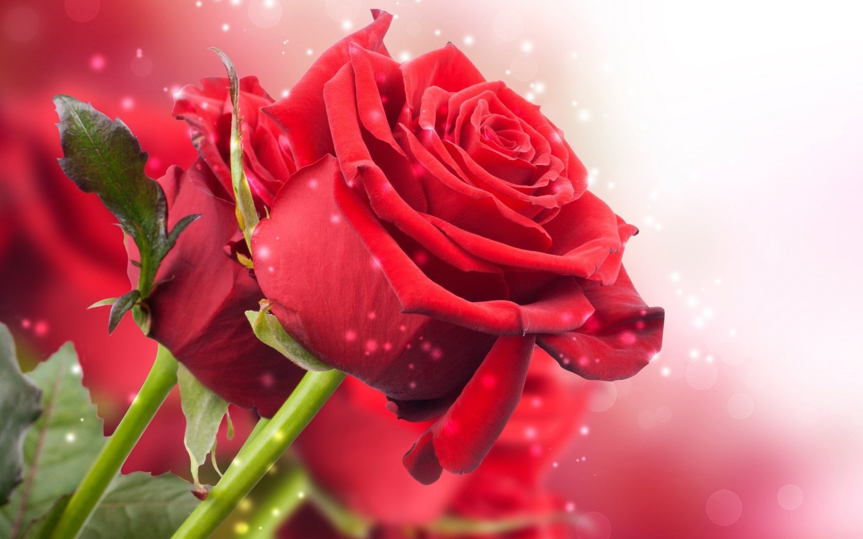 Обои цветы, розы, лепестки, красные, букет, стебли, flowers, roses, petals, red, bouquet, stems разрешение 2560x1600 Загрузить