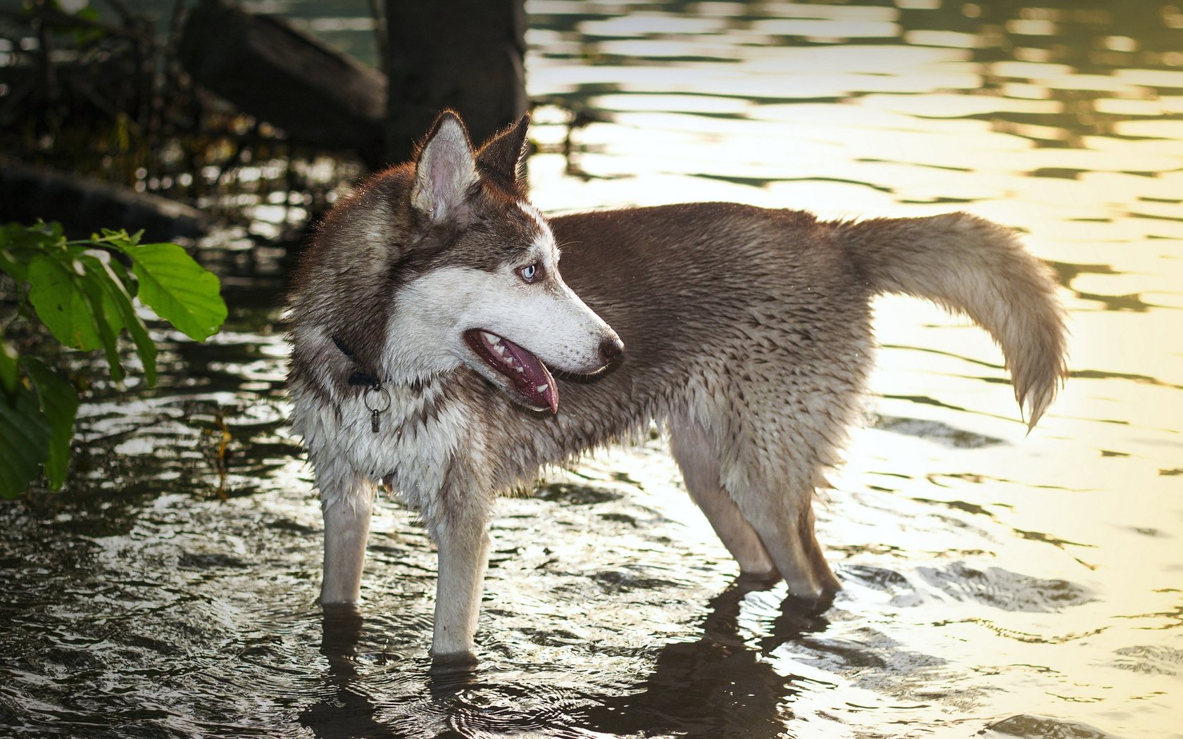 Обои вода, собака, хаски, волк, хаска, water, dog, husky, wolf разрешение 2560x1600 Загрузить