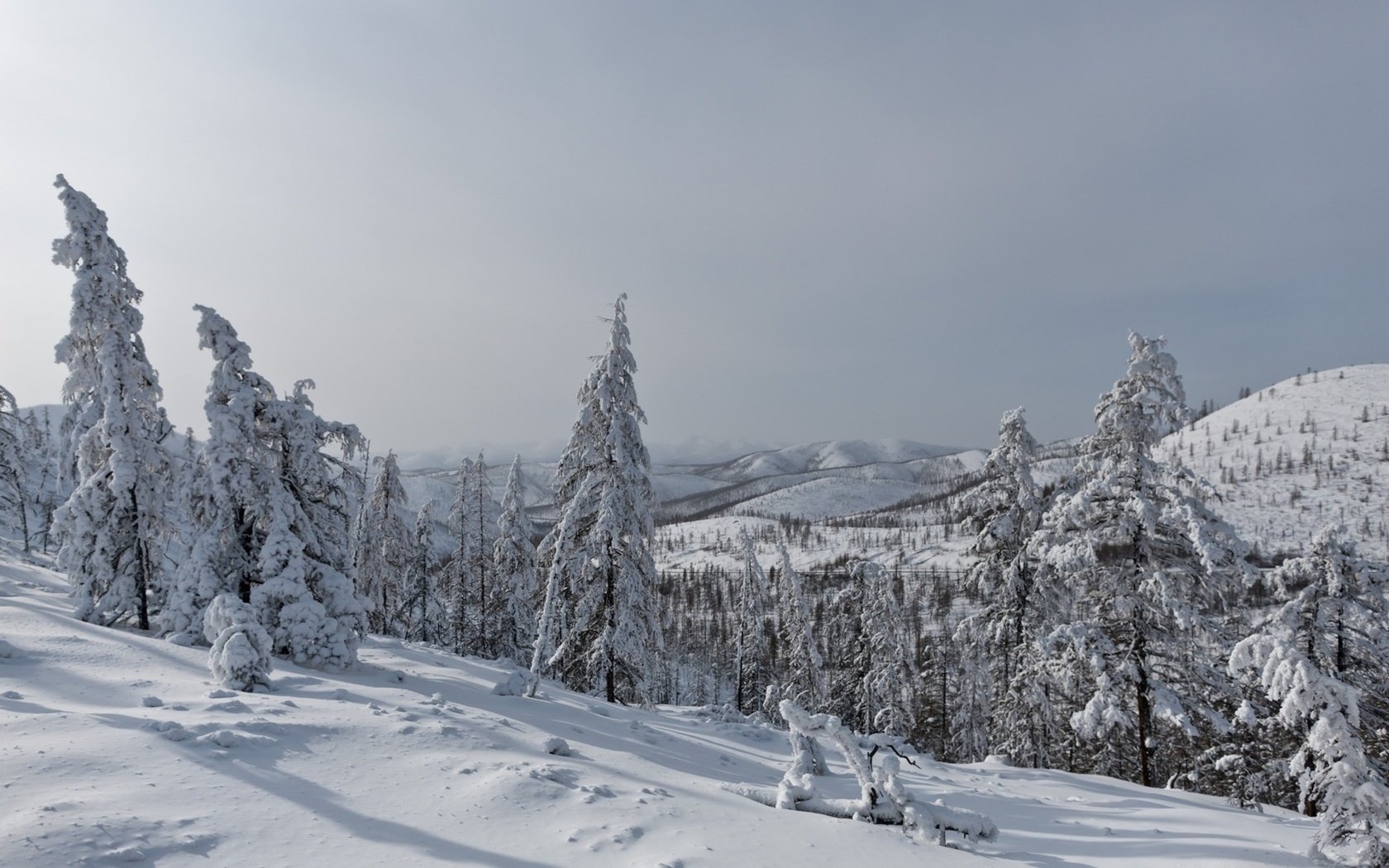 Обои деревья, горы, снег, лес, зима, пейзаж, ели, trees, mountains, snow, forest, winter, landscape, ate разрешение 1920x1200 Загрузить