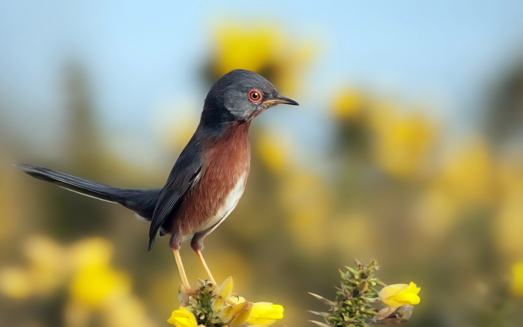 Обои небо, цветы, природа, птица, клюв, перья, птичка, the sky, flowers, nature, bird, beak, feathers разрешение 1920x1200 Загрузить