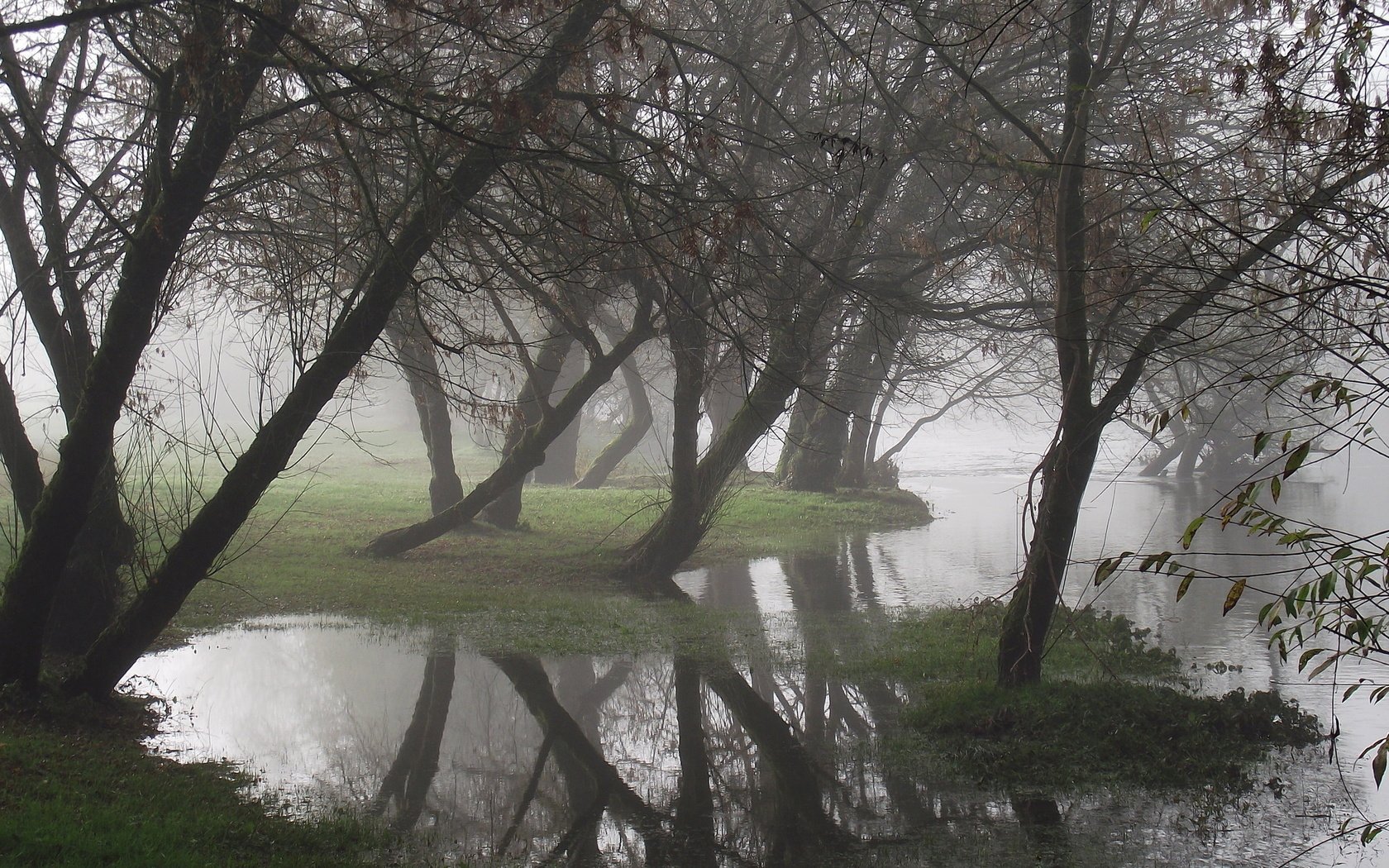 Обои деревья, вода, отражение, туман, trees, water, reflection, fog разрешение 1920x1200 Загрузить