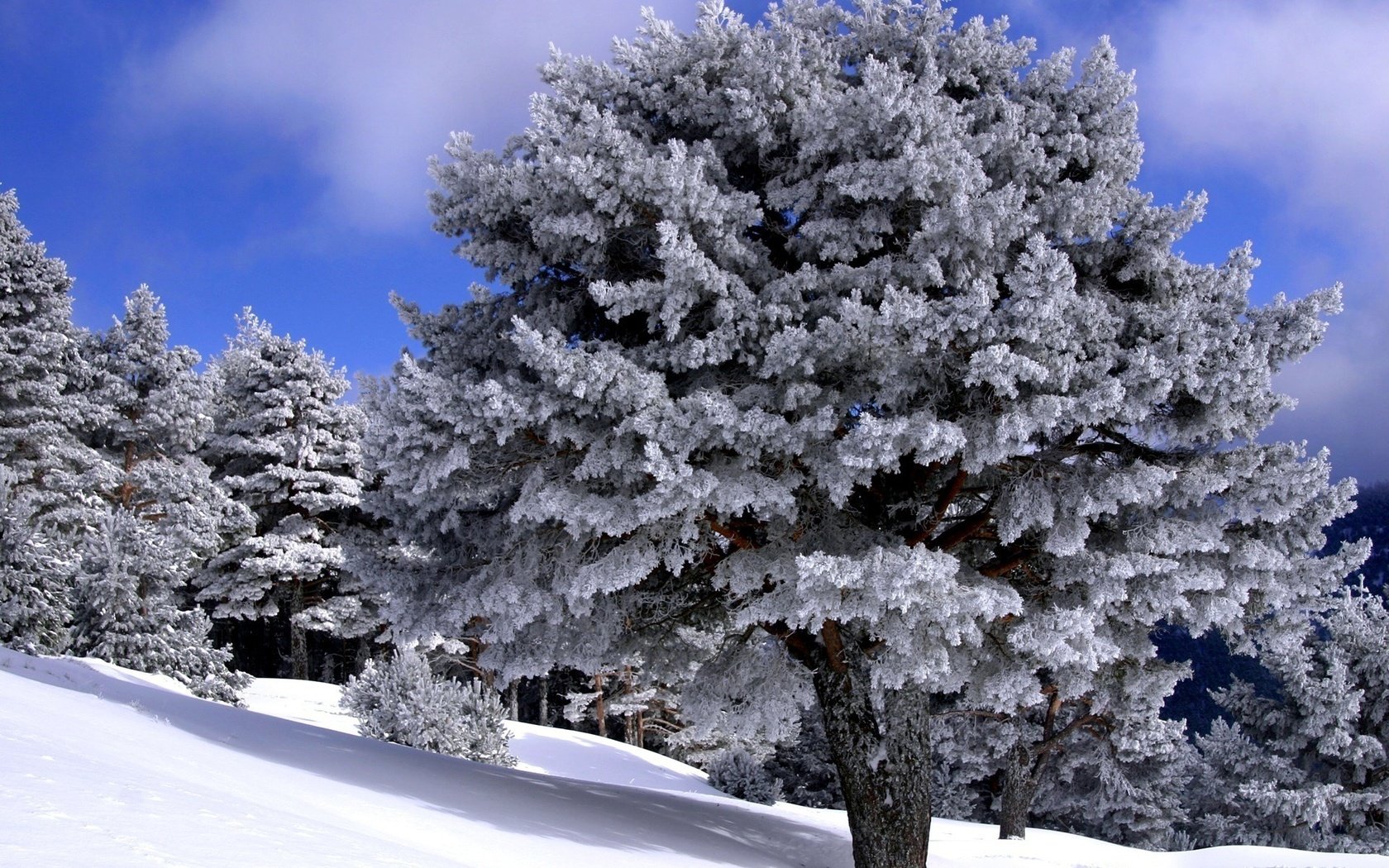 Обои деревья, снег, мороз, зимний лес, trees, snow, frost, winter forest разрешение 1920x1440 Загрузить