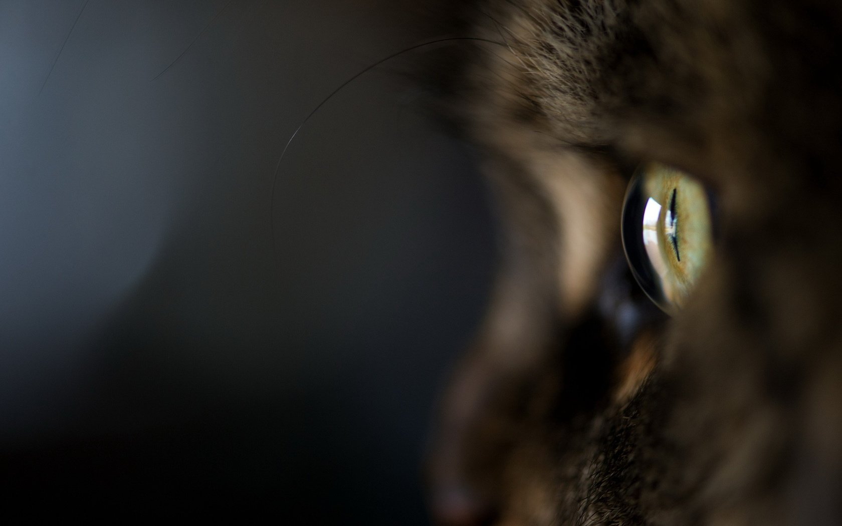 Обои макро, кот, шерсть, кошка, темный фон, глаз, котэ, macro, cat, wool, the dark background, eyes, kote разрешение 1920x1200 Загрузить