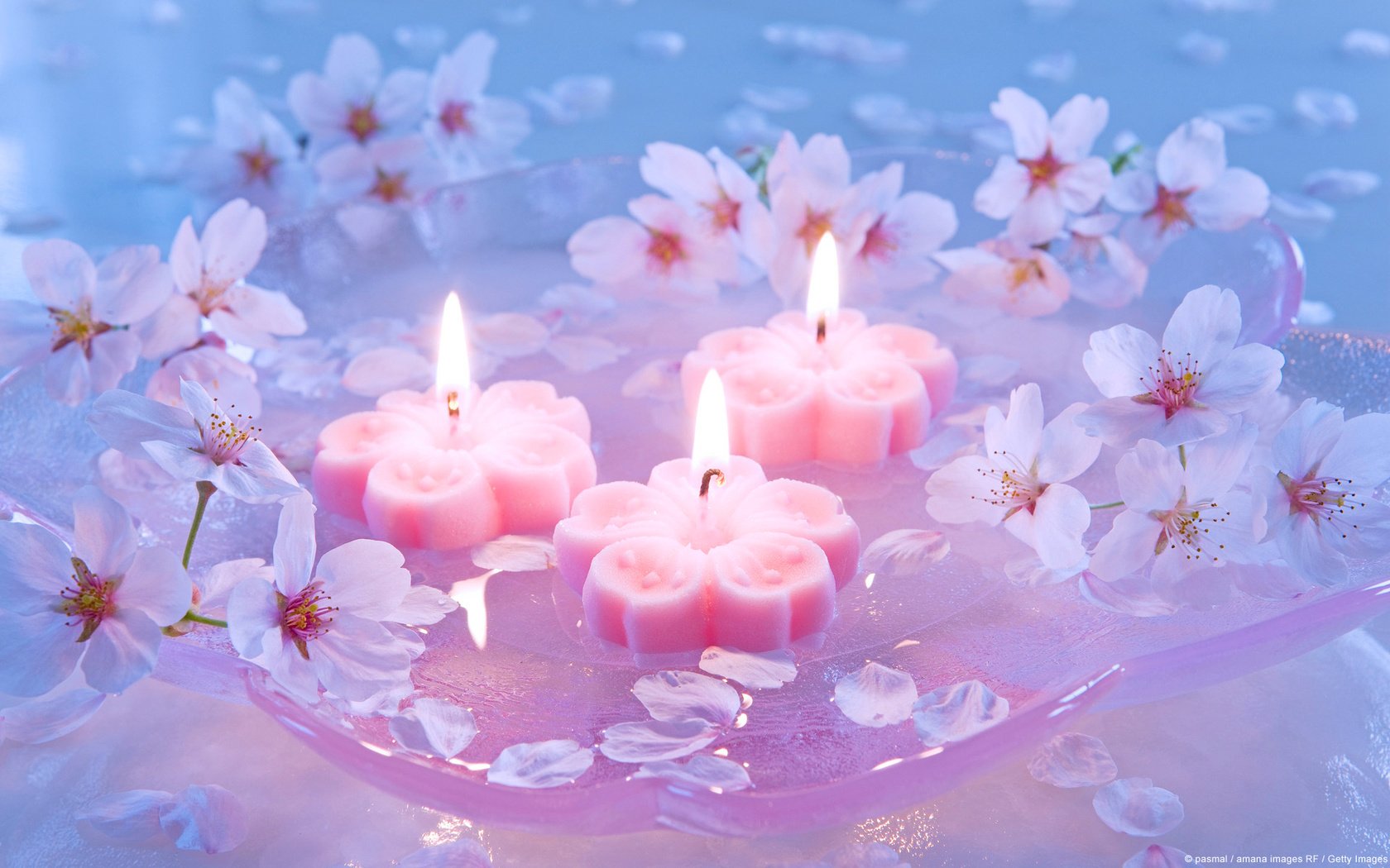 Обои свечи, сакура, японская вишня, candles, sakura, japanese cherry разрешение 1920x1200 Загрузить