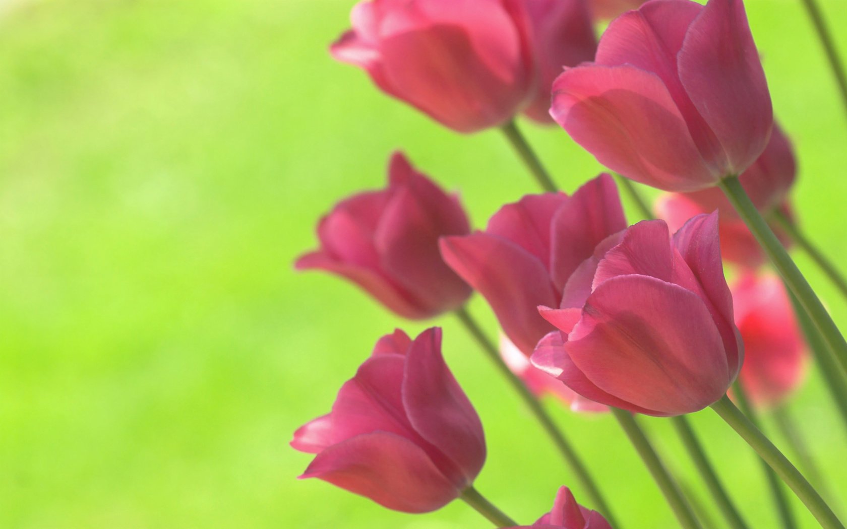 Обои цветы, фон, ярко, весна, тюльпаны, салатовый, flowers, background, bright, spring, tulips, green разрешение 1920x1200 Загрузить