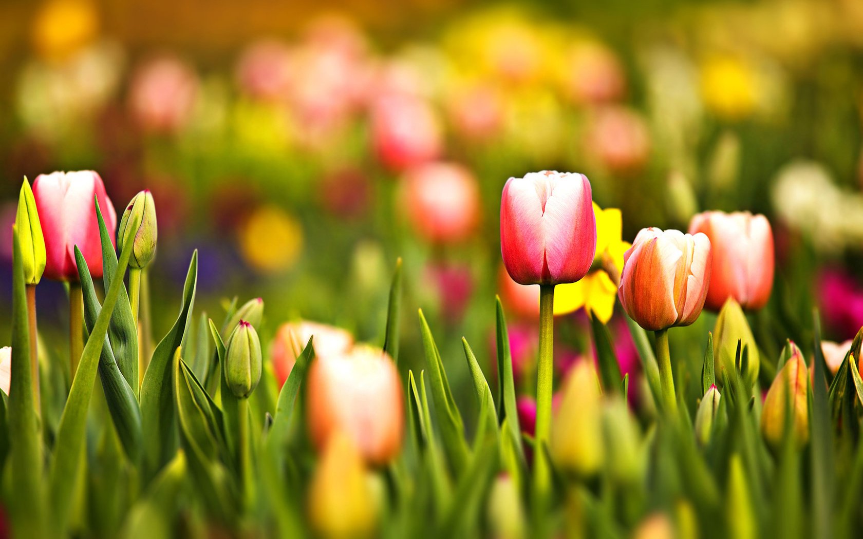 Обои бутоны, лепестки, тюльпаны, cvety, trava, makro, tyulpany, krasnyj, zheltyj, zelenyj, buds, petals, tulips разрешение 1920x1200 Загрузить