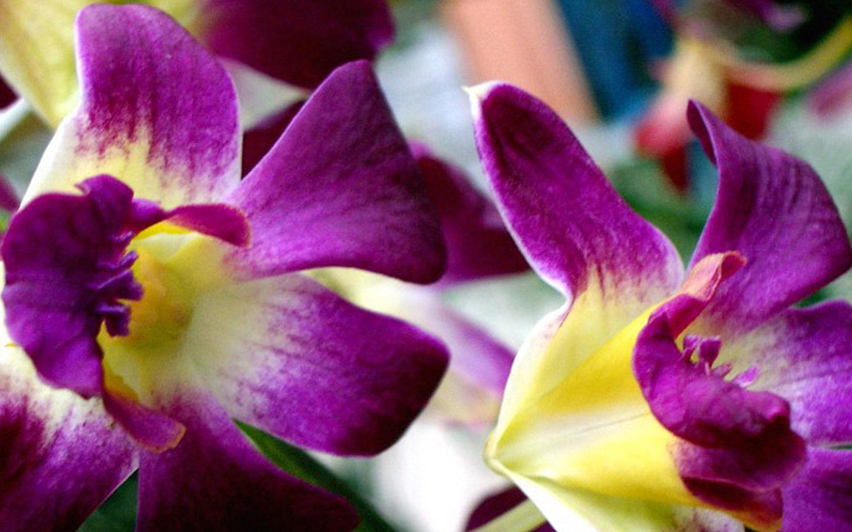 Обои цветы, лепестки, орхидеи, cvety, krasivye, bordo, flowers, petals, orchids разрешение 1920x1200 Загрузить