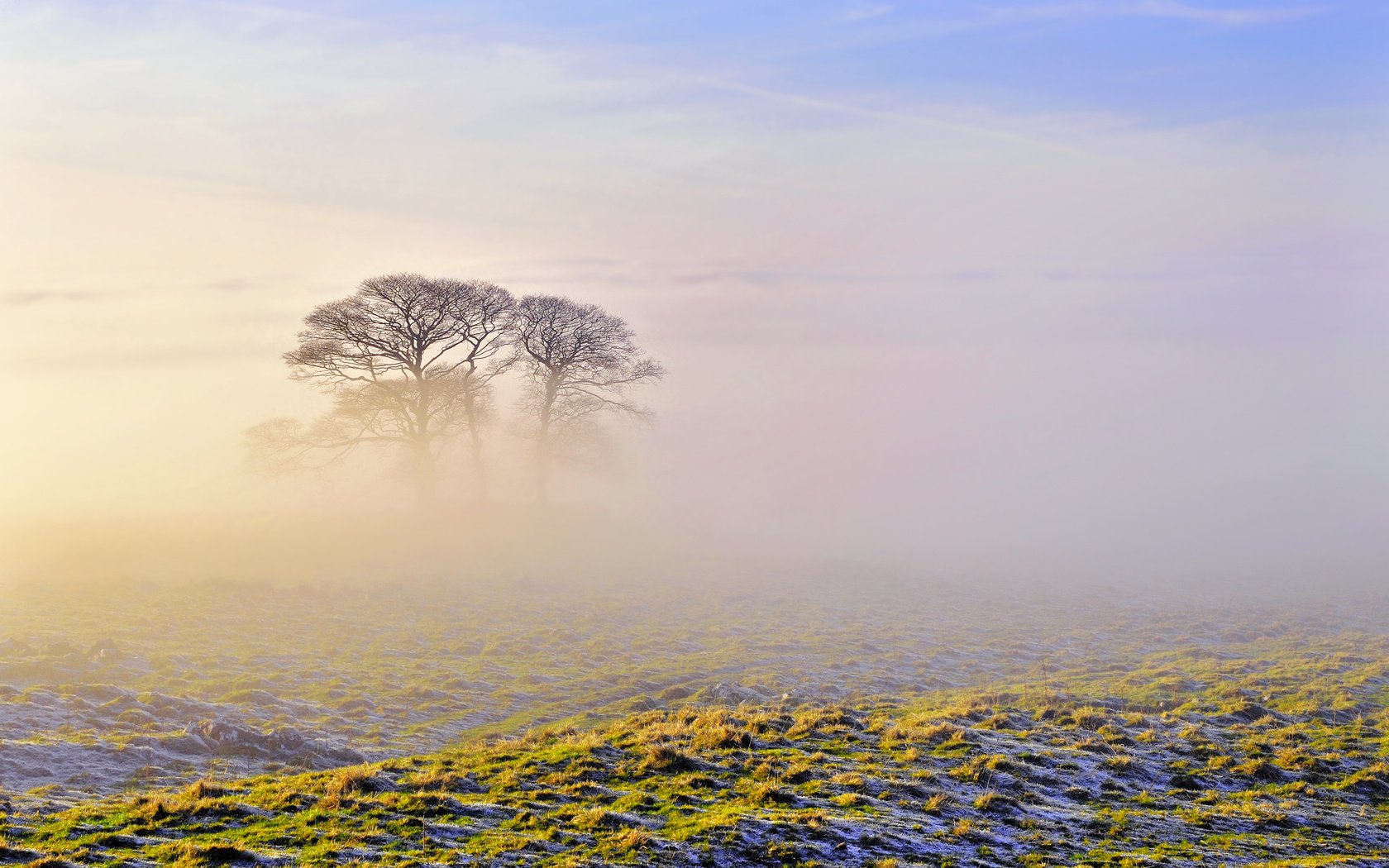 Обои небо, деревья, природа, утро, туман, the sky, trees, nature, morning, fog разрешение 2560x1600 Загрузить