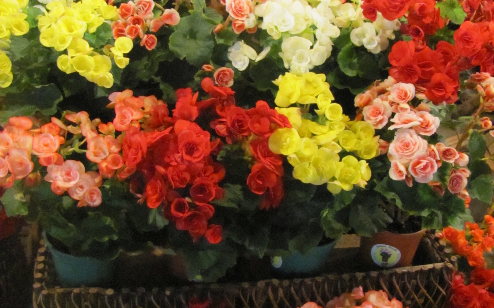 Обои цветы, cvety, krasota, tajland, бегония, flowers, begonia разрешение 2736x3648 Загрузить