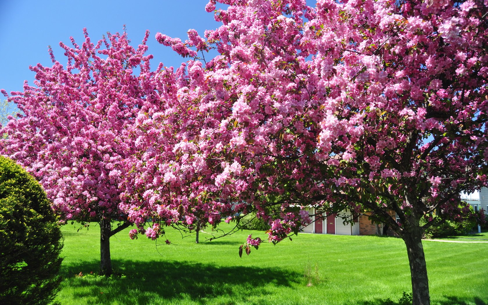 Обои небо, дерево, зелёный, сад, весна, цветущие, газон, the sky, tree, green, garden, spring, blooming, lawn разрешение 3216x2136 Загрузить