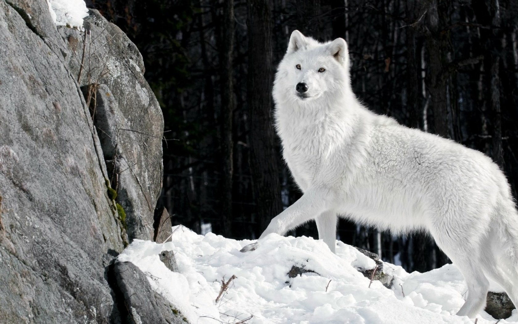 Обои снег, камни, зима, шерсть, белый, хищник, волк, snow, stones, winter, ...
