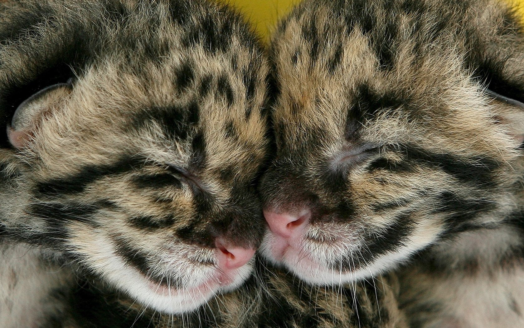 Обои парочка, спят, котята, двое, вместе, детеныши, пятнистые, a couple, sleep, kittens, two, together, cubs, spotted разрешение 1920x1080 Загрузить