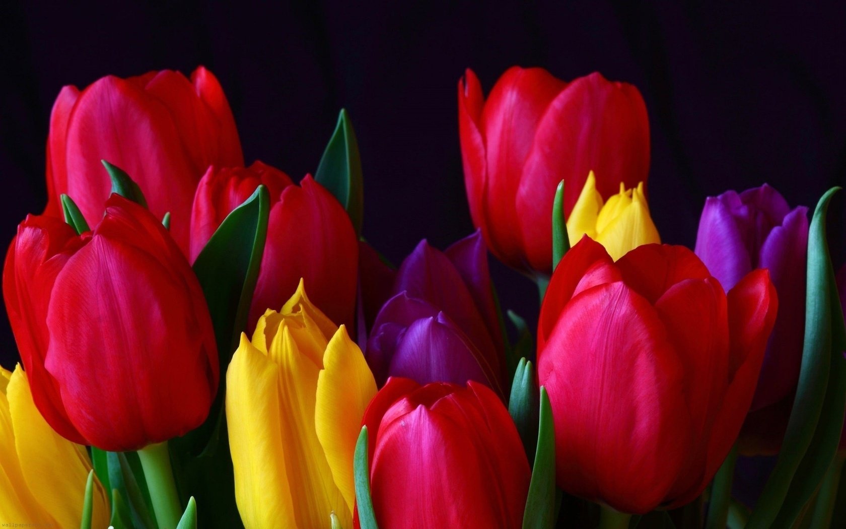 Обои цветы, бутоны, лепестки, разноцветные, тюльпаны, много, flowers, buds, petals, colorful, tulips, a lot разрешение 1920x1200 Загрузить