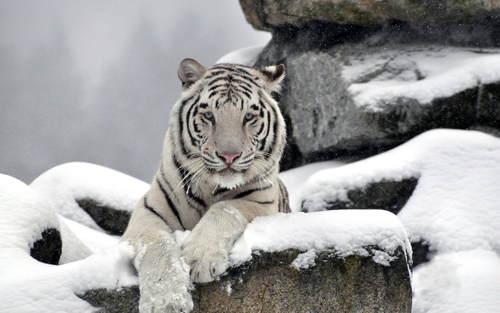 Обои тигр, морда, снег, камни, белый, хищник, waite tiger, tiger, face, snow, stones, white, predator разрешение 1920x1200 Загрузить