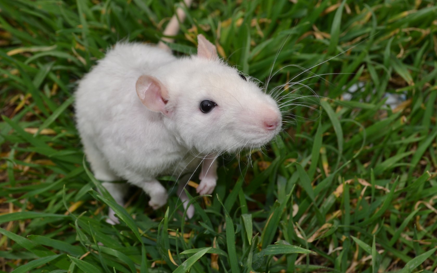 Обои трава, мышь, животное, крыса, грызун, grass, mouse, animal, rat, rodent разрешение 4608x3072 Загрузить